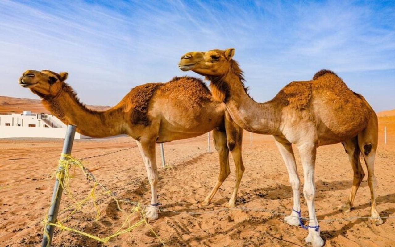 Muscat: Snorkeling Day Trip and Wahiba Sands Desert Sunset 3