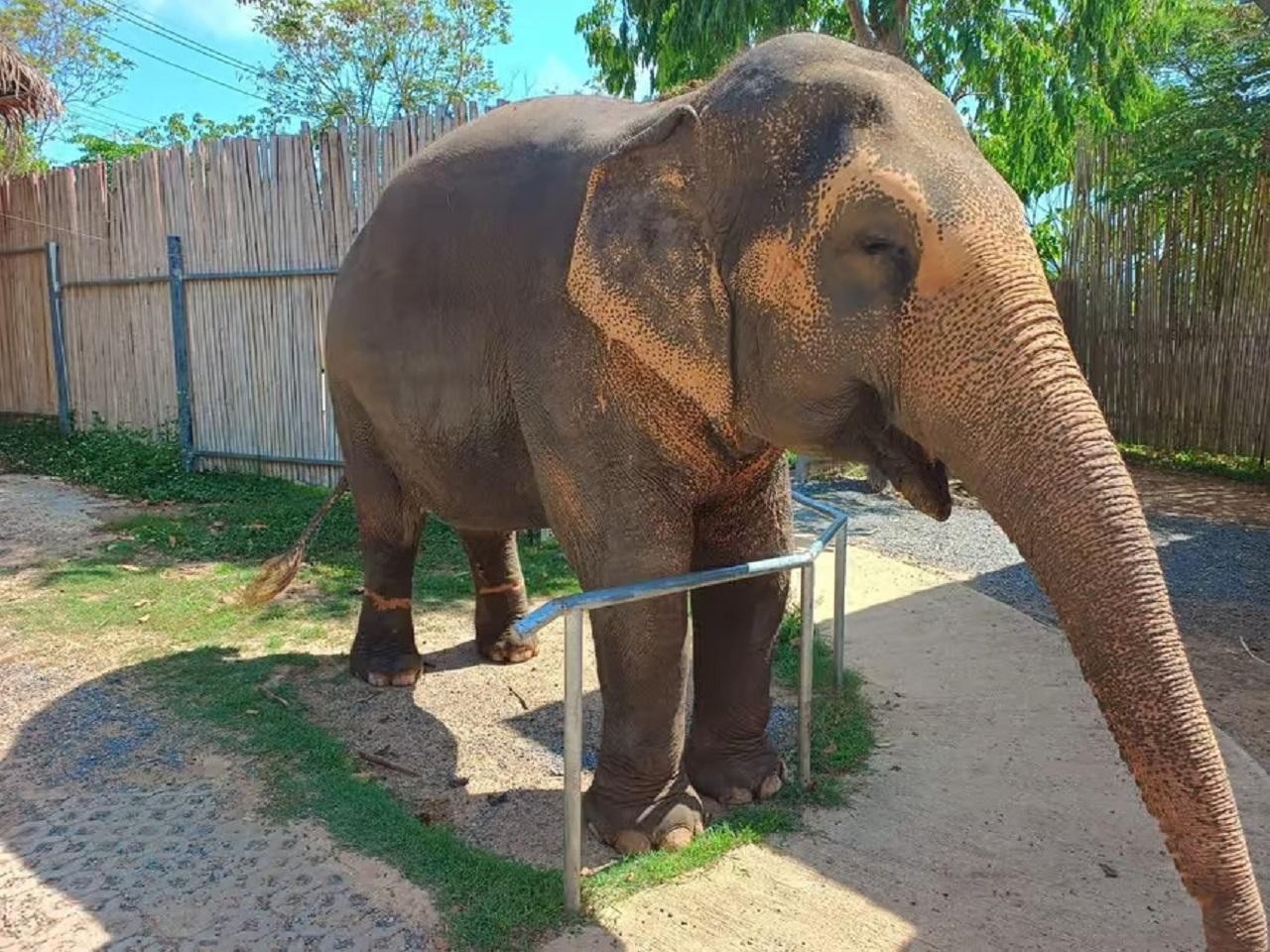 Jaipur: Elephant Jungle Sanctuary Feed and Shower Trip 3