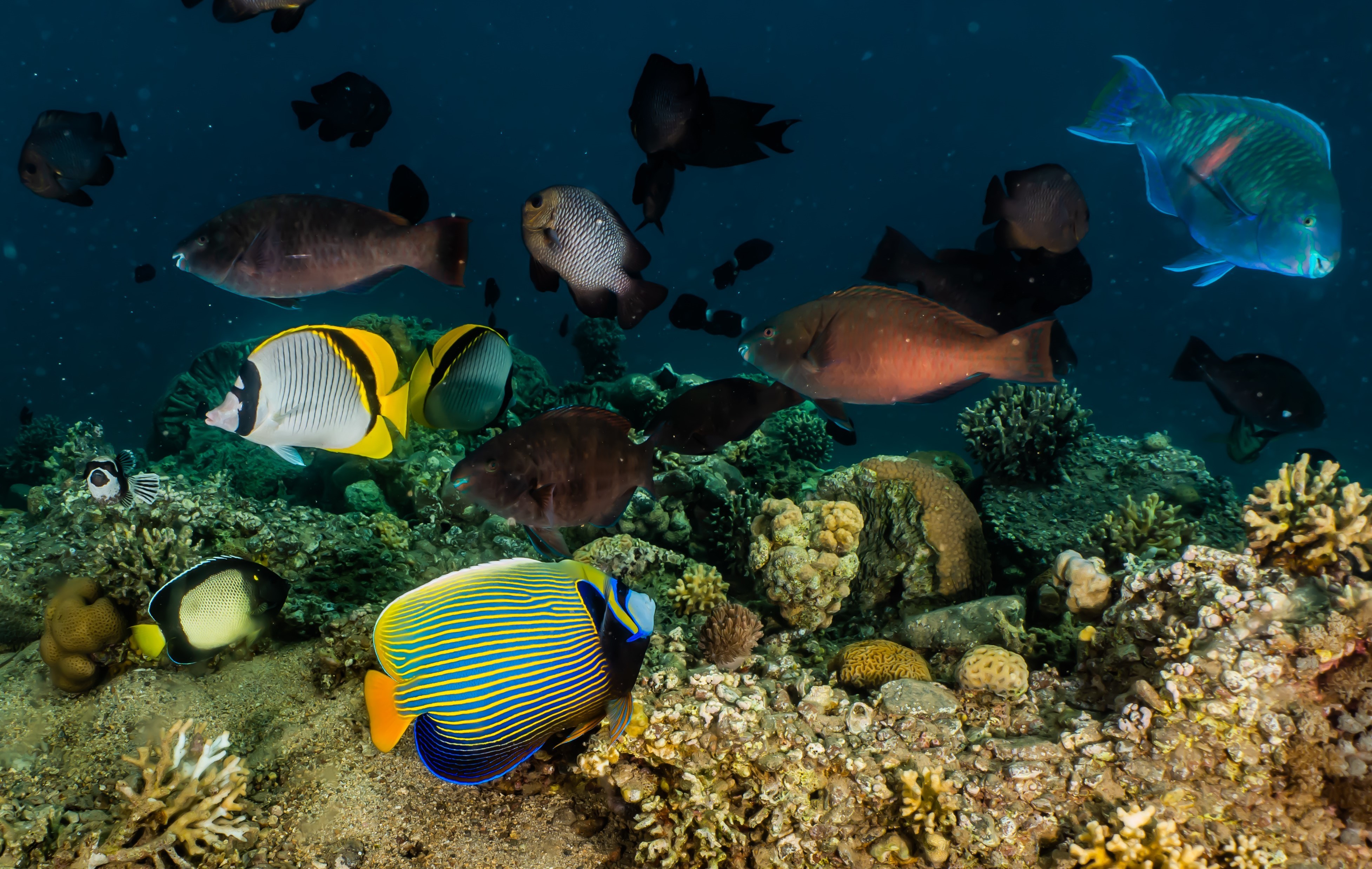 Open Water Diver Course + Advanced Open Water Diver Course 2