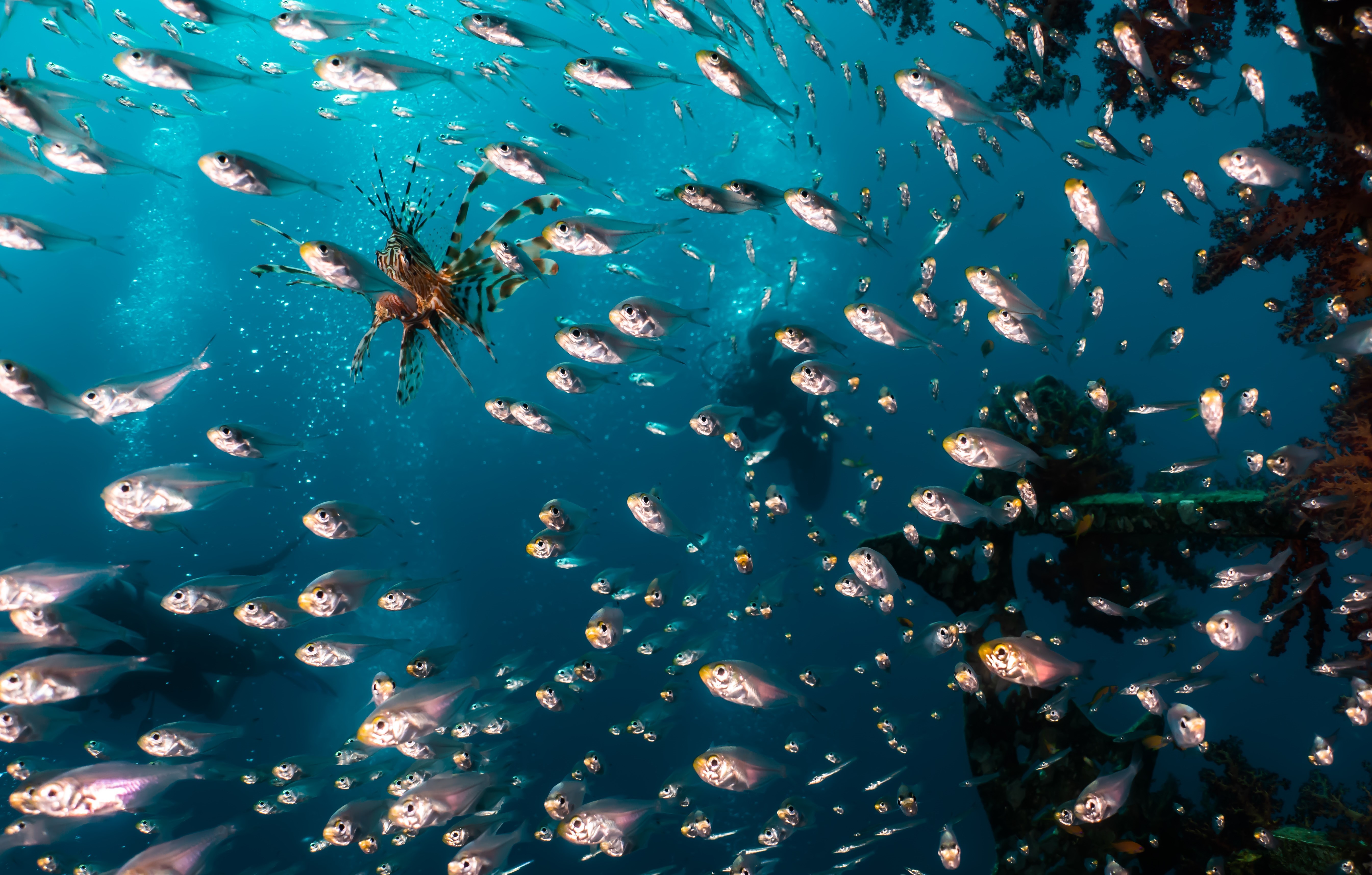 Open Water Diver Course + Advanced Open Water Diver Course — guided tour in Eilat
