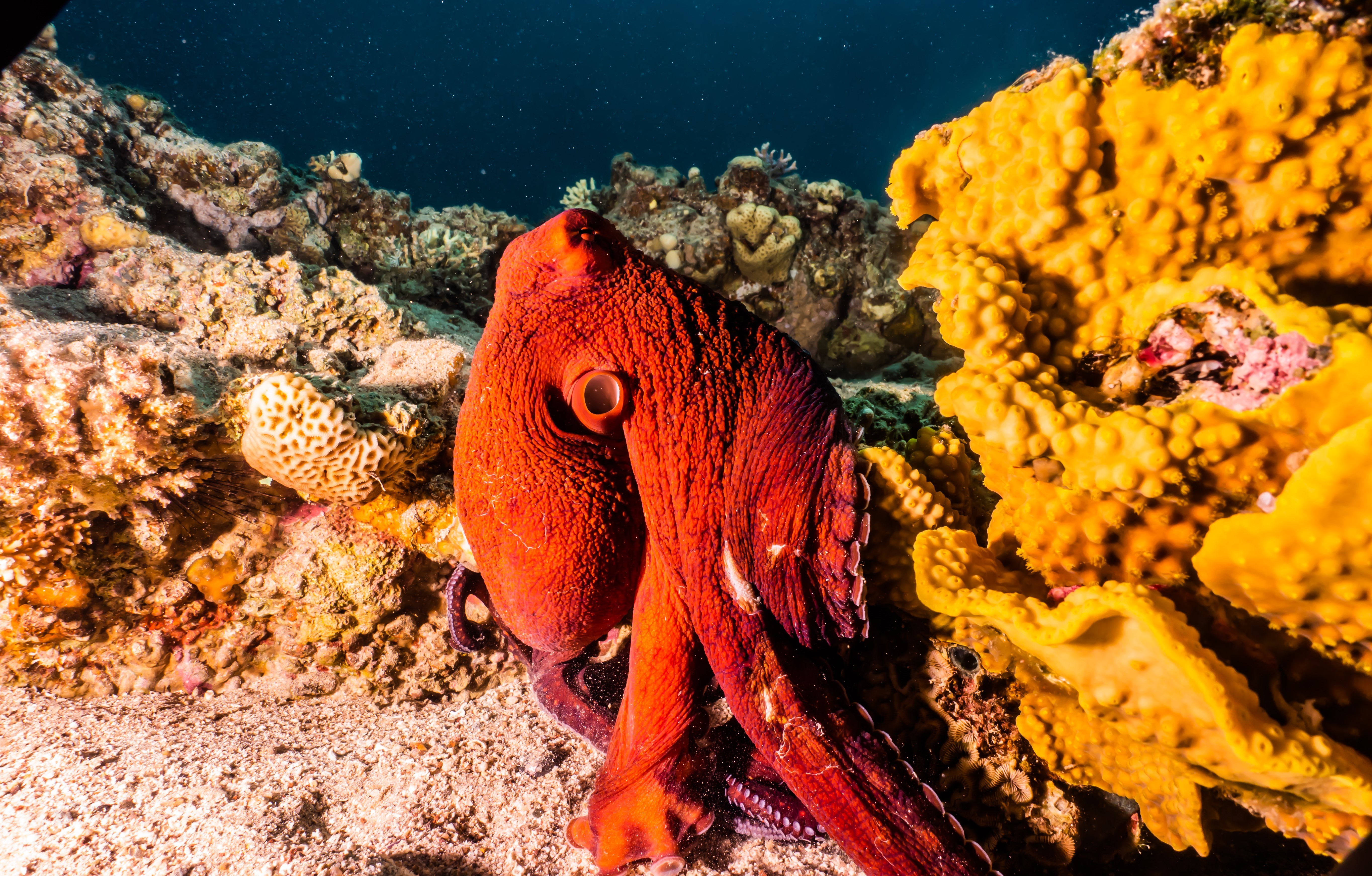 Eliat: Coral Reef Snorkeling Trip with Instructor — guided tour in Eilat
