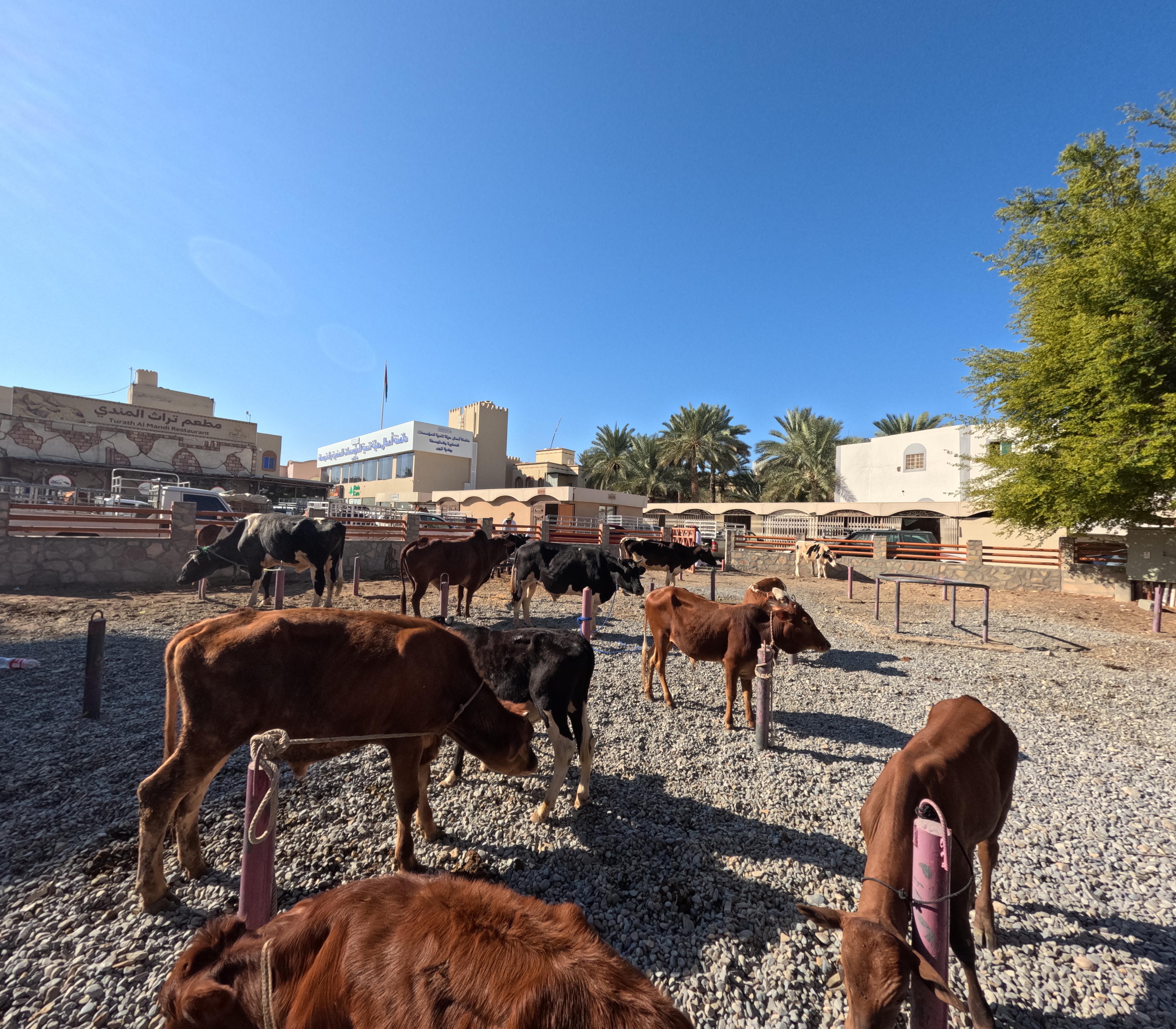 Muscat: Nizwa and Jabal Akhdar Day Trip With Lunch & Sunset 3