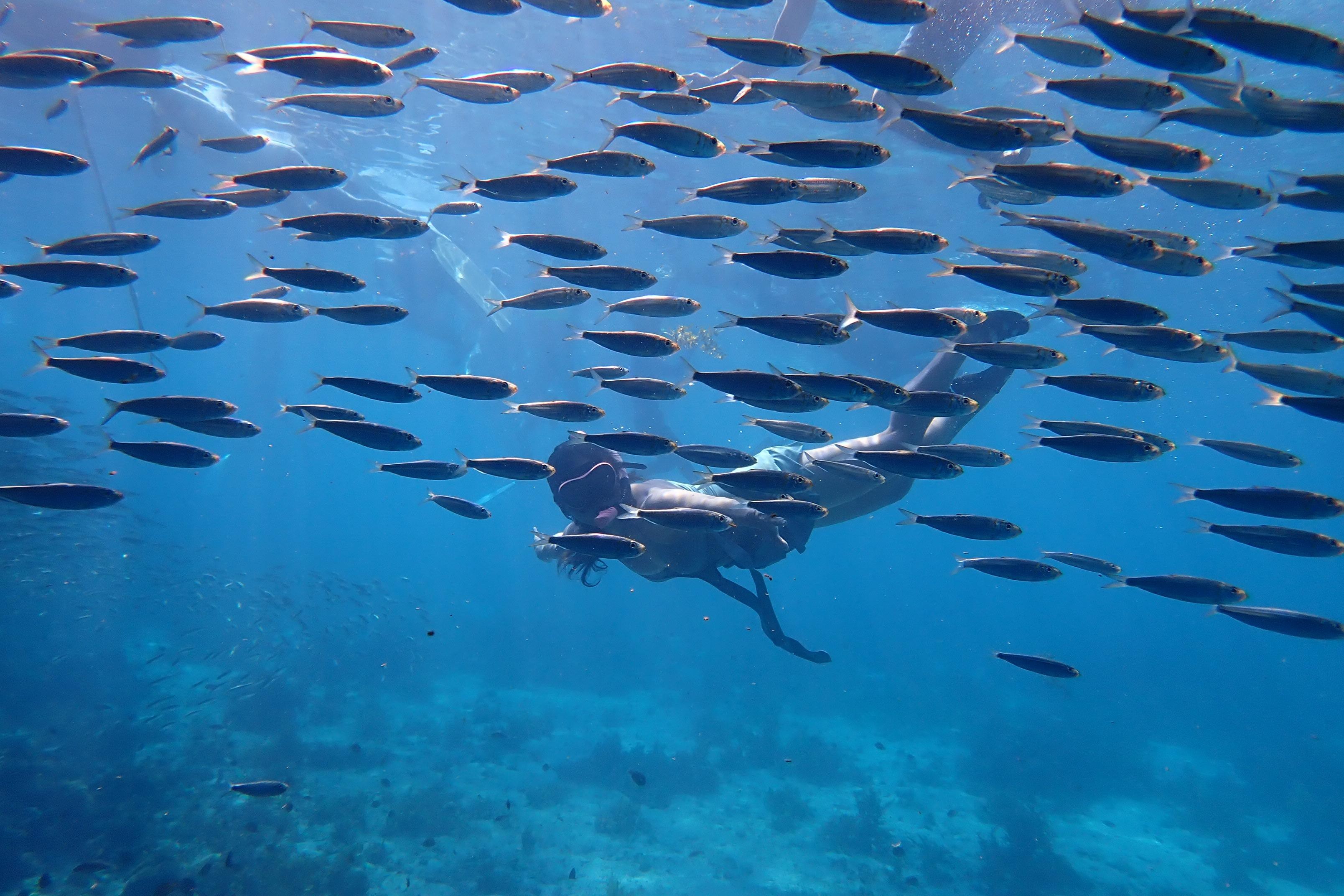 Moalboal: Private Beginner's Canyoning and Sardines & Turtle