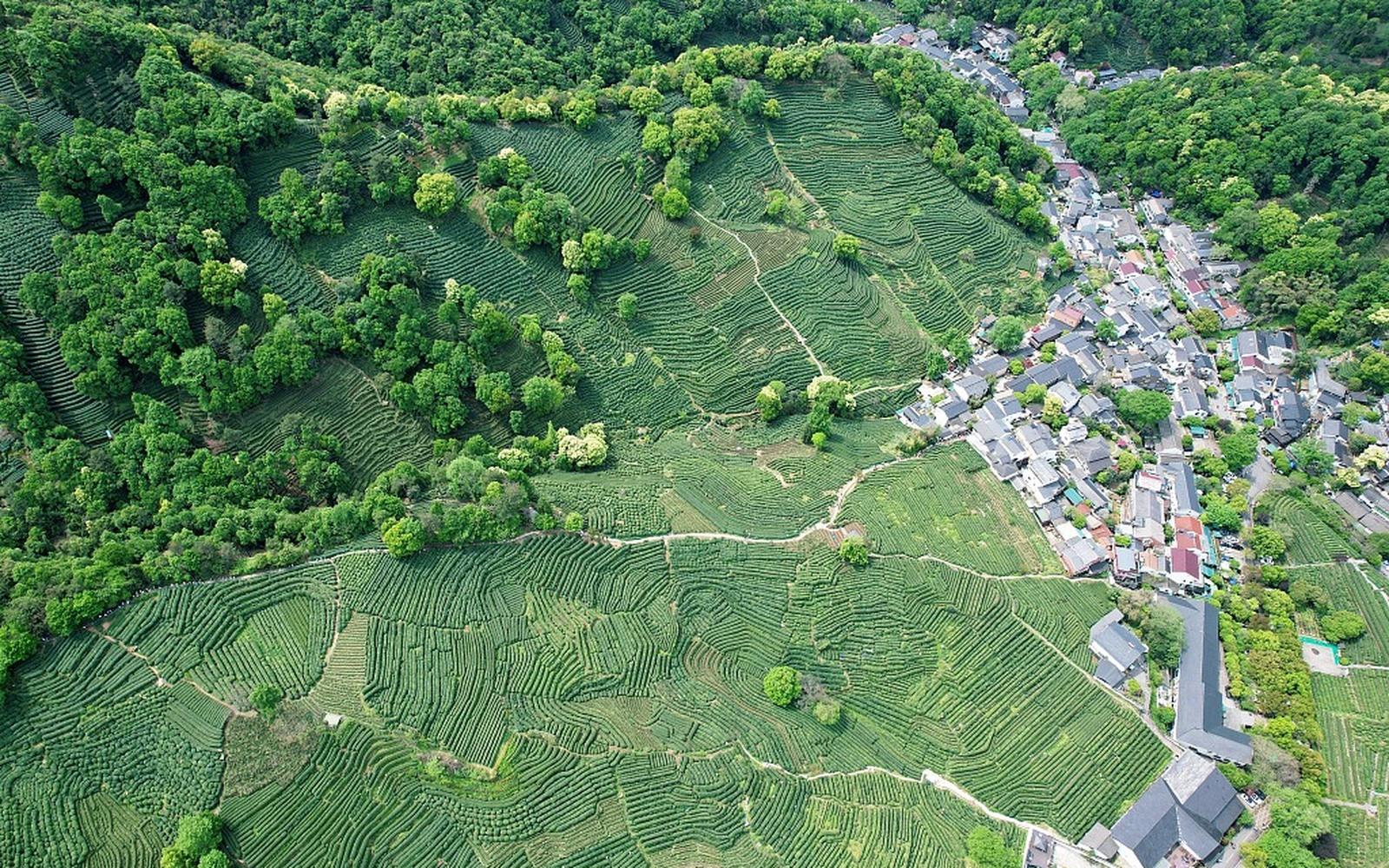 Shanghai: Longjing Tea Hills & Ancient Path Private Day Trip 3