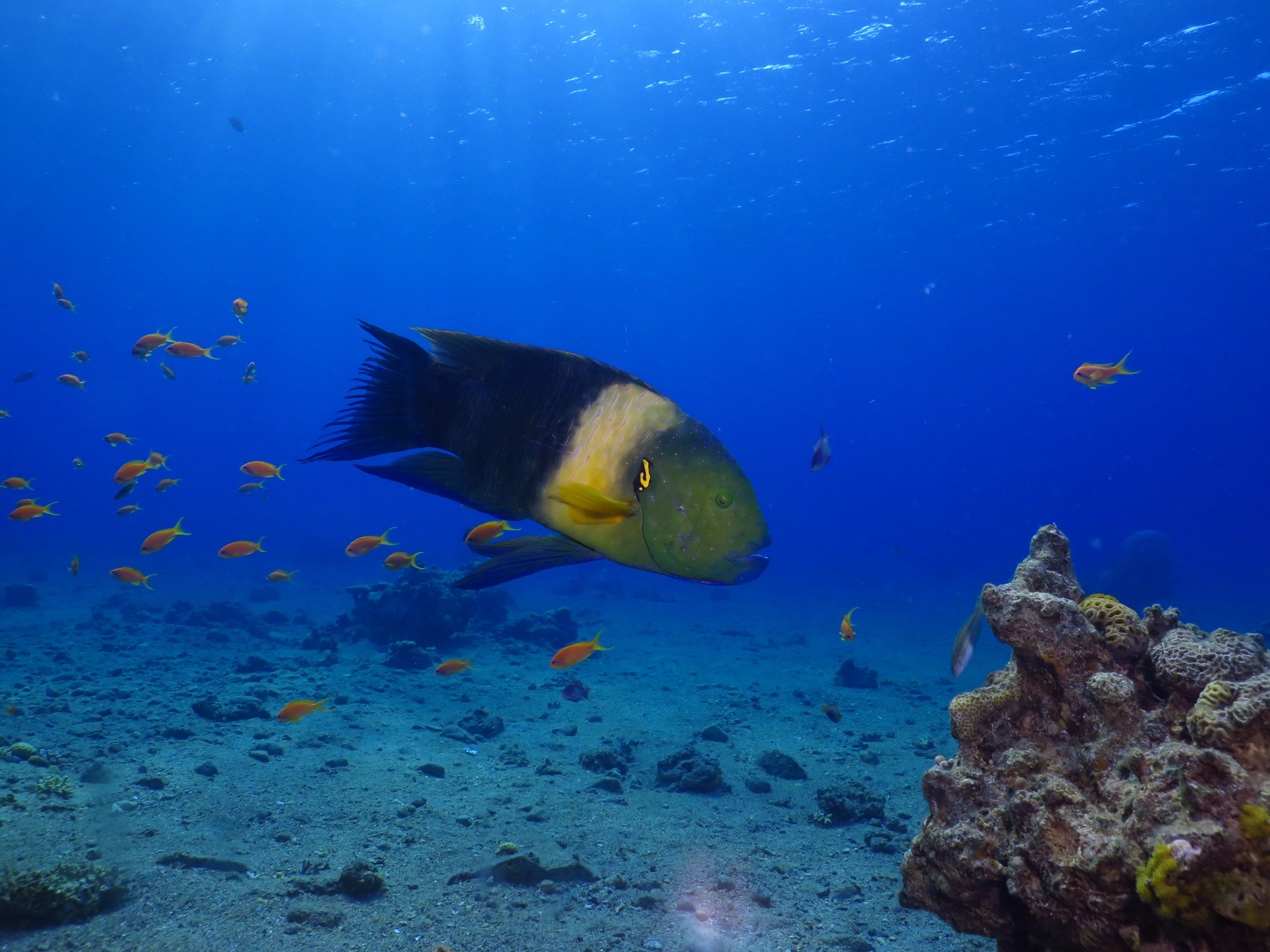 Eliat: Coral Reef Snorkeling Trip with Instructor 3
