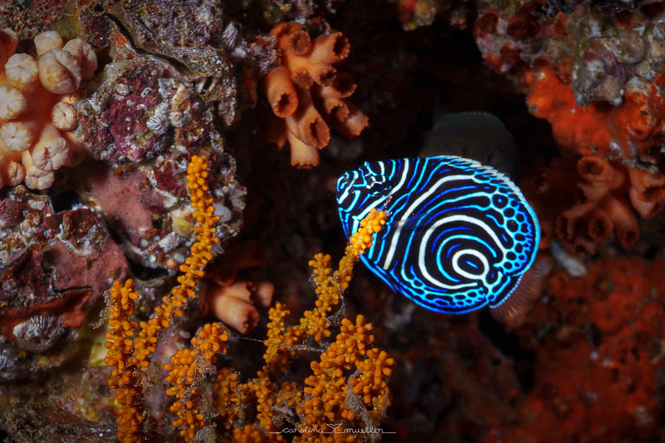 Muscat: Daymaniyat Islands Snorkeling Trip + BBQ-style meal 3