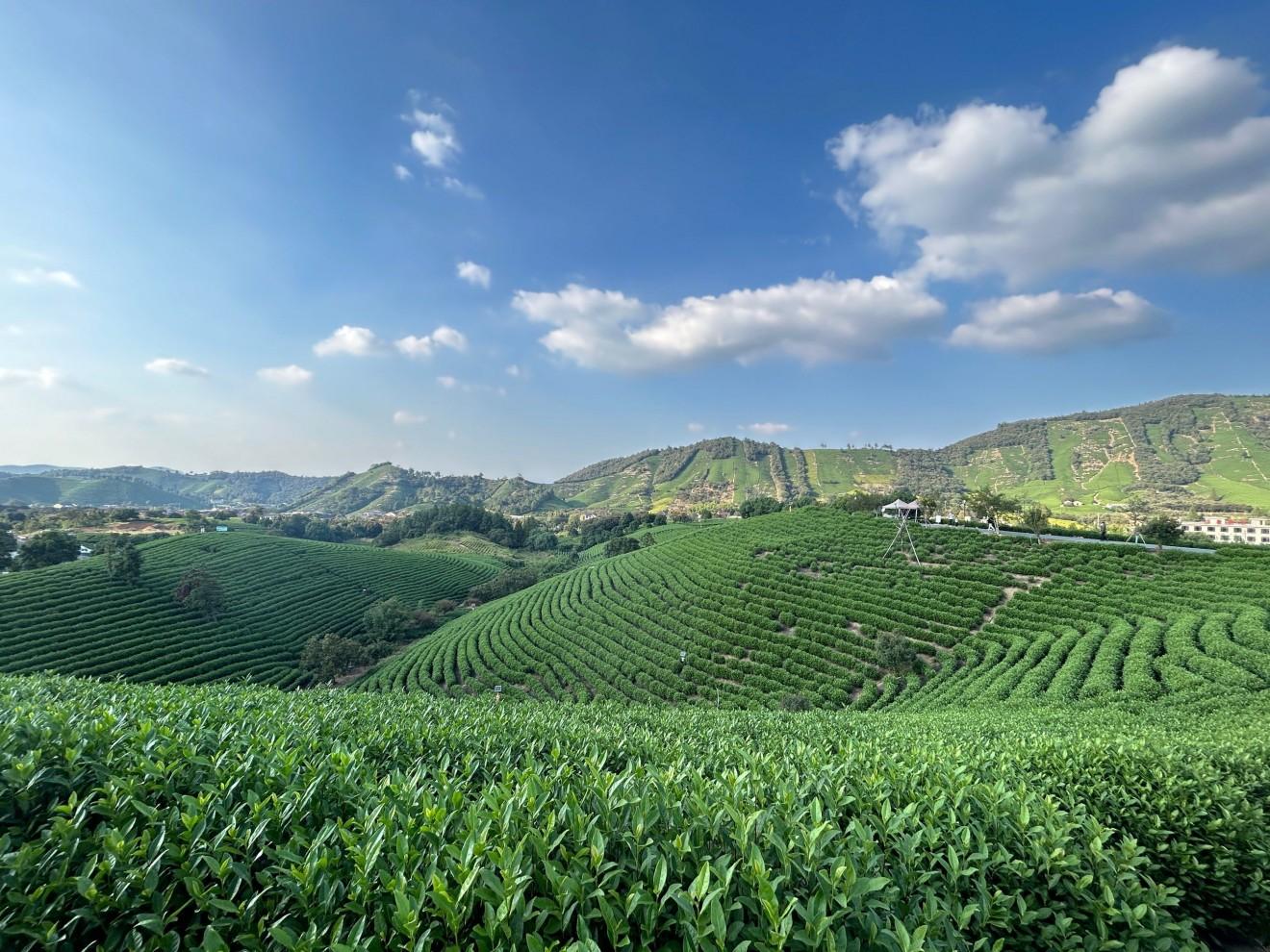 Shanghai: West Lake Hills & Tea Gardens Private Day Trip 2