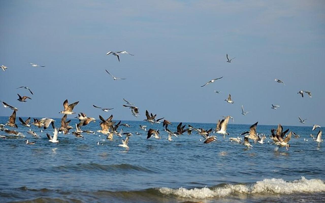 Muscat: Birdwatching Tour with Mosque Visit 3