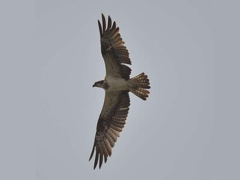 Muscat: Fahal Island Birdwatching Boat Tour
