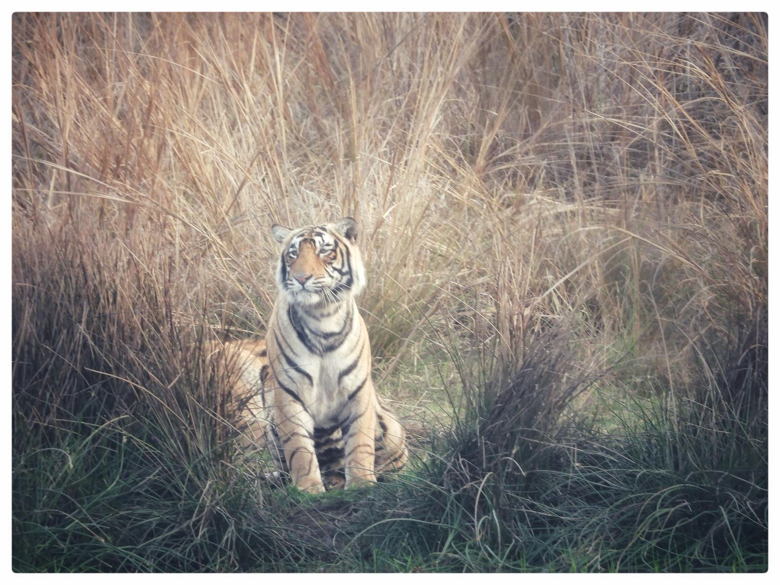From Jaipur: Ranthambore National Park Day Trip with Safari (12-Hour) 3