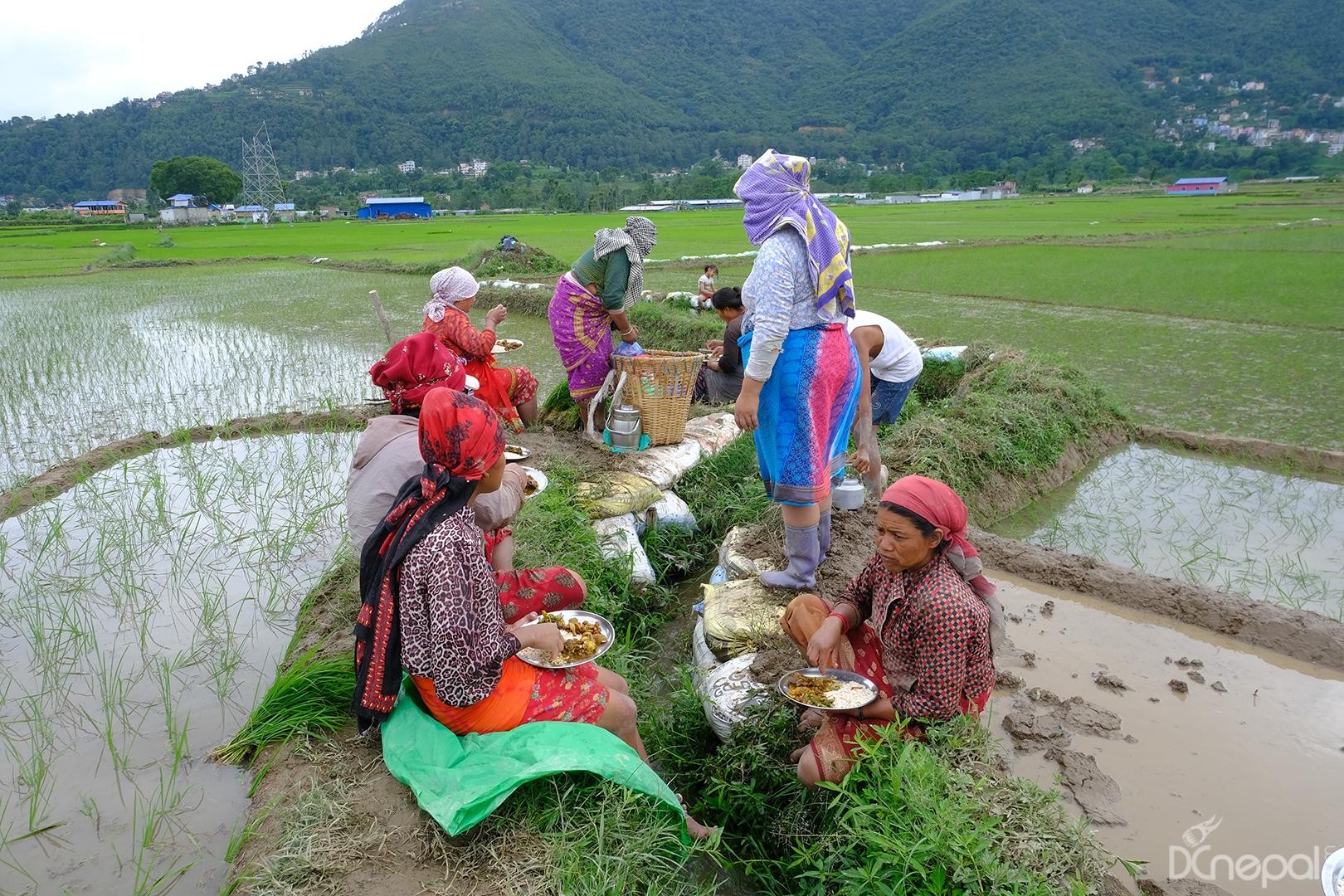 Nepali Farmer for a Day Experience with Lunch