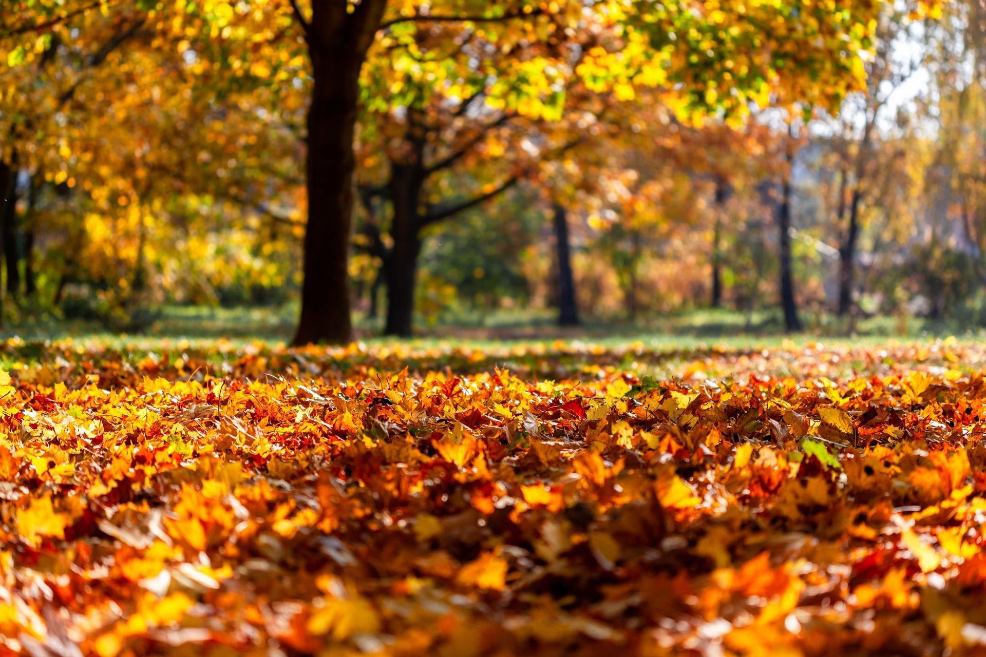 Baku: Botanical Garden Tour with Photos & Hot Chocolate