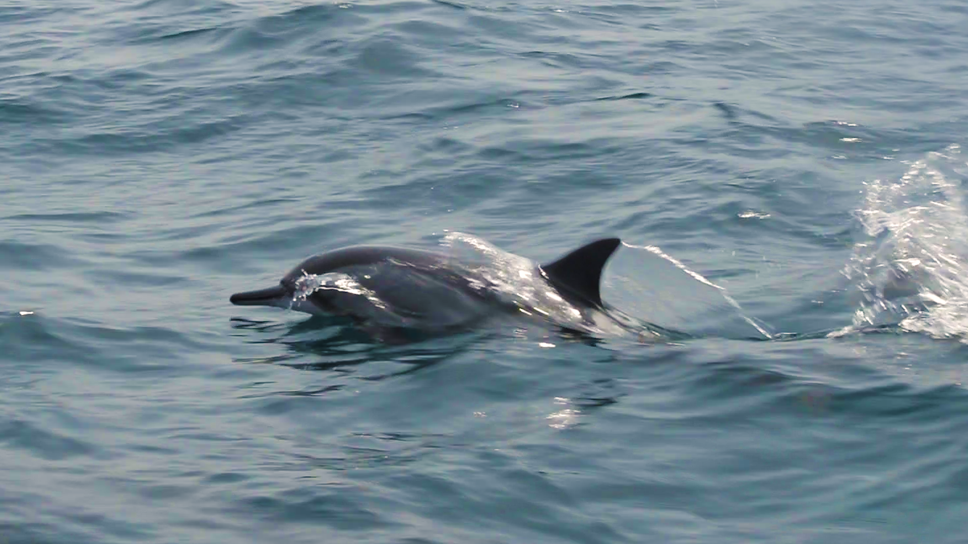 Muscat: Dolphin Watching Boat Tour 3