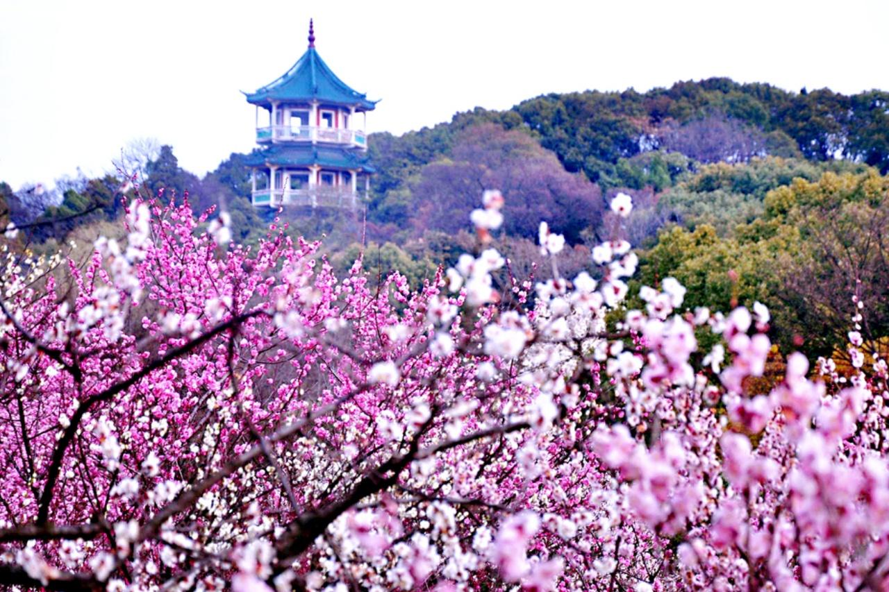 Wuxi Plum Garden & Canal Street: Private Day from Shanghai 3