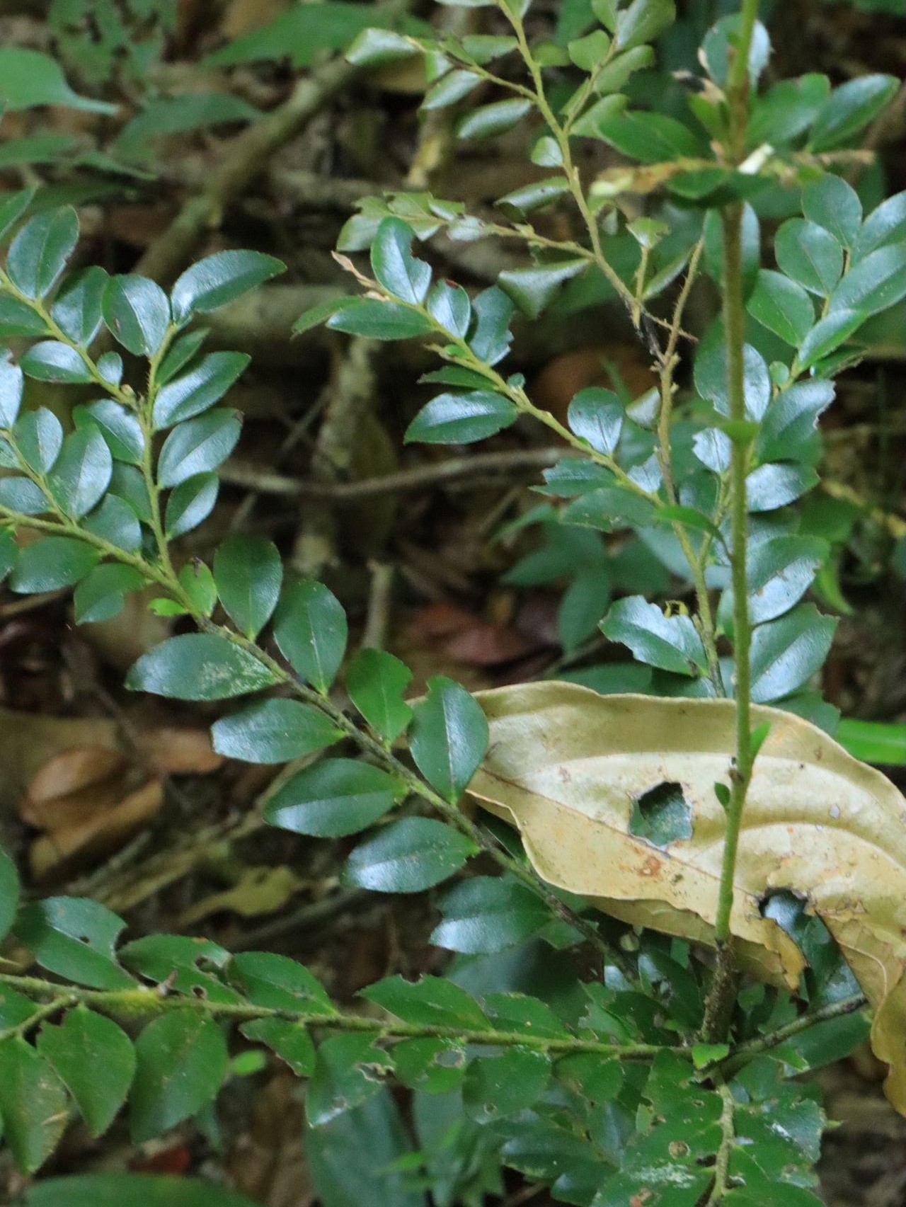 Langkawi Morning Rainforest Walking Tour 3