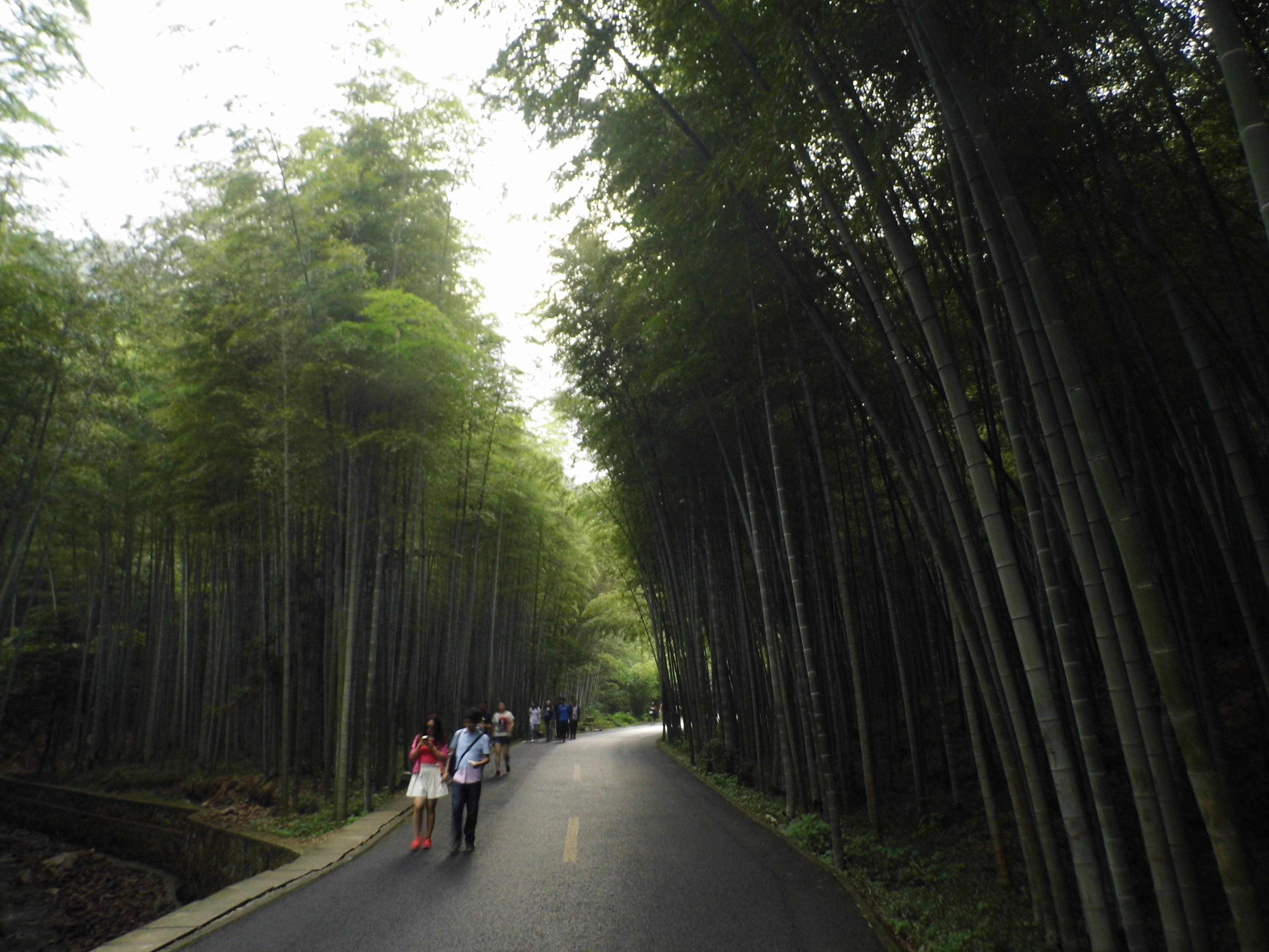 Shanghai: Yixing Bamboo Sea & Ancient Trail Day Trip 3