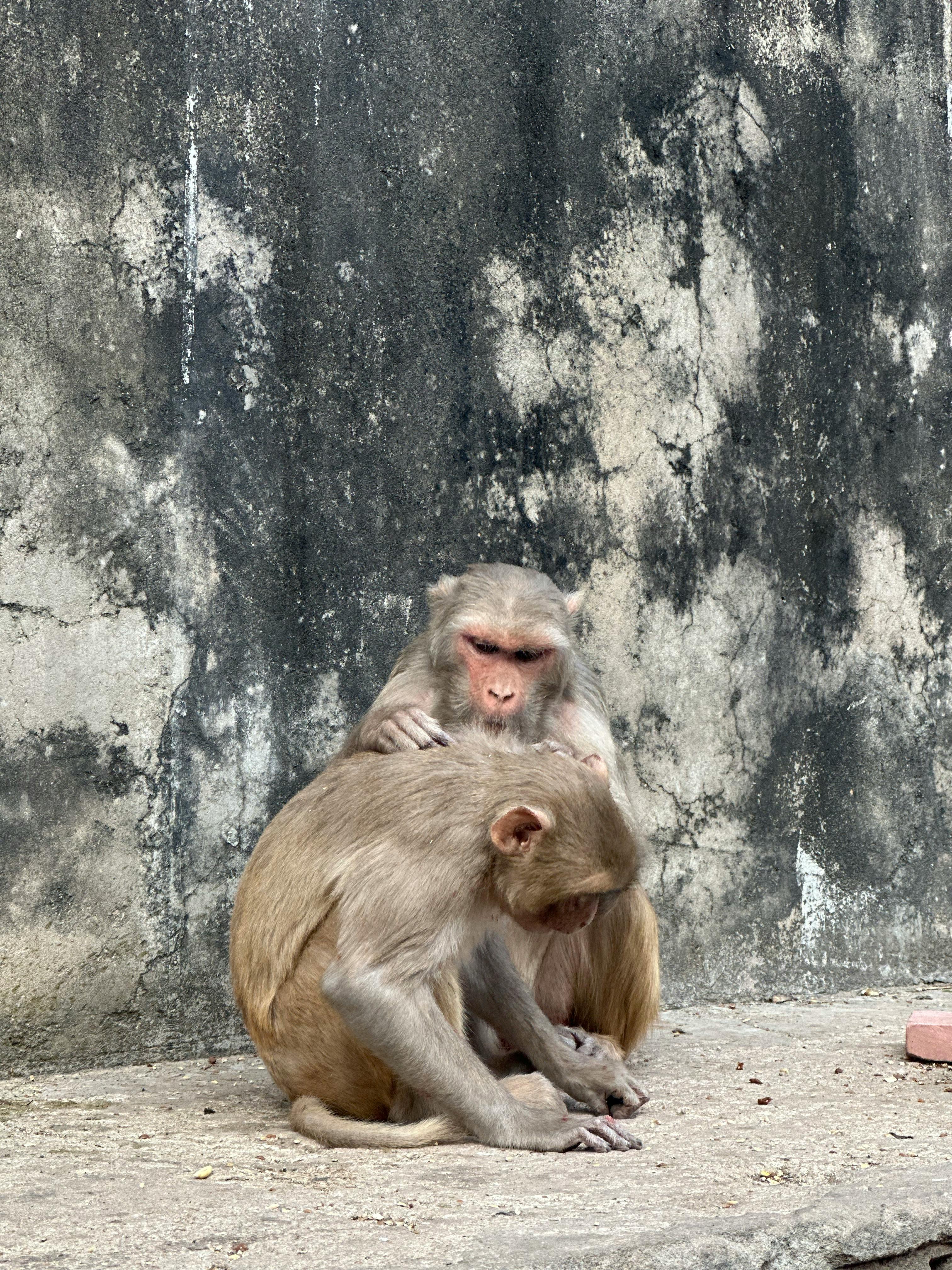 Jaipur: Monkey Temple and Sun Temple Guided Tour 3