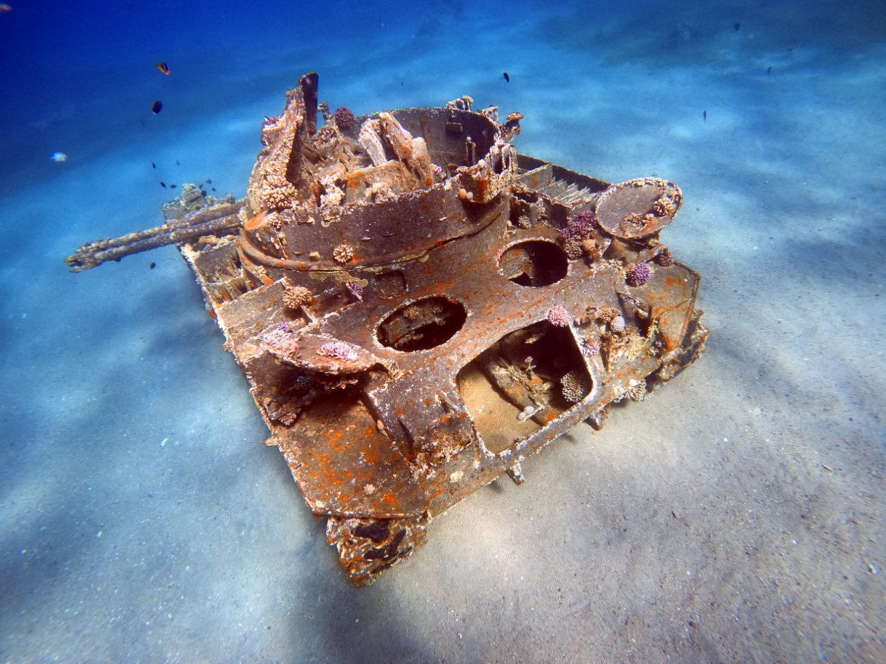 Aqaba: Private Red Sea Diving for Beginner or Experienced 3