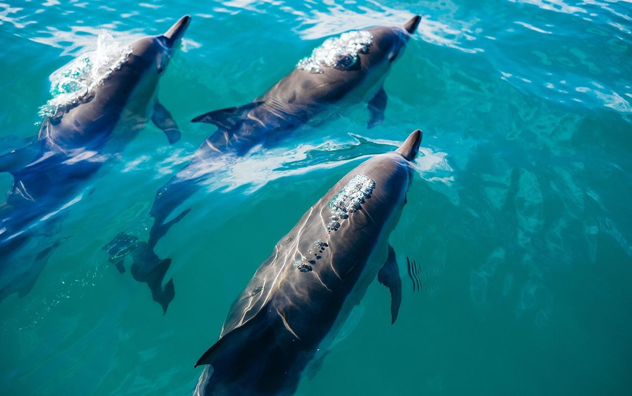 Khasab: Khor Sham Half-Day Cruise with Snorkeling & Dolphins 3