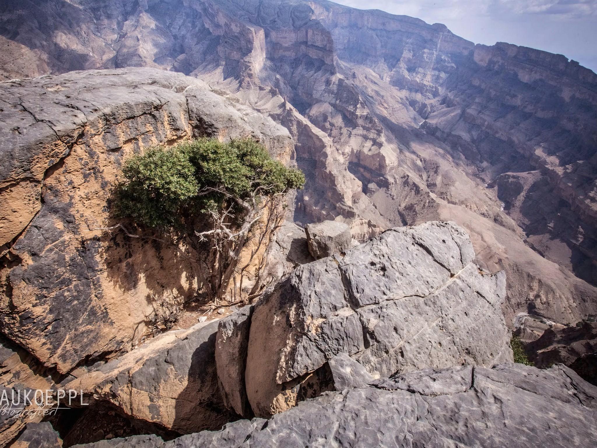 7Days Tour Of Jebel shams, Jebel akhdar, Wahiba & Ras Al Had 3