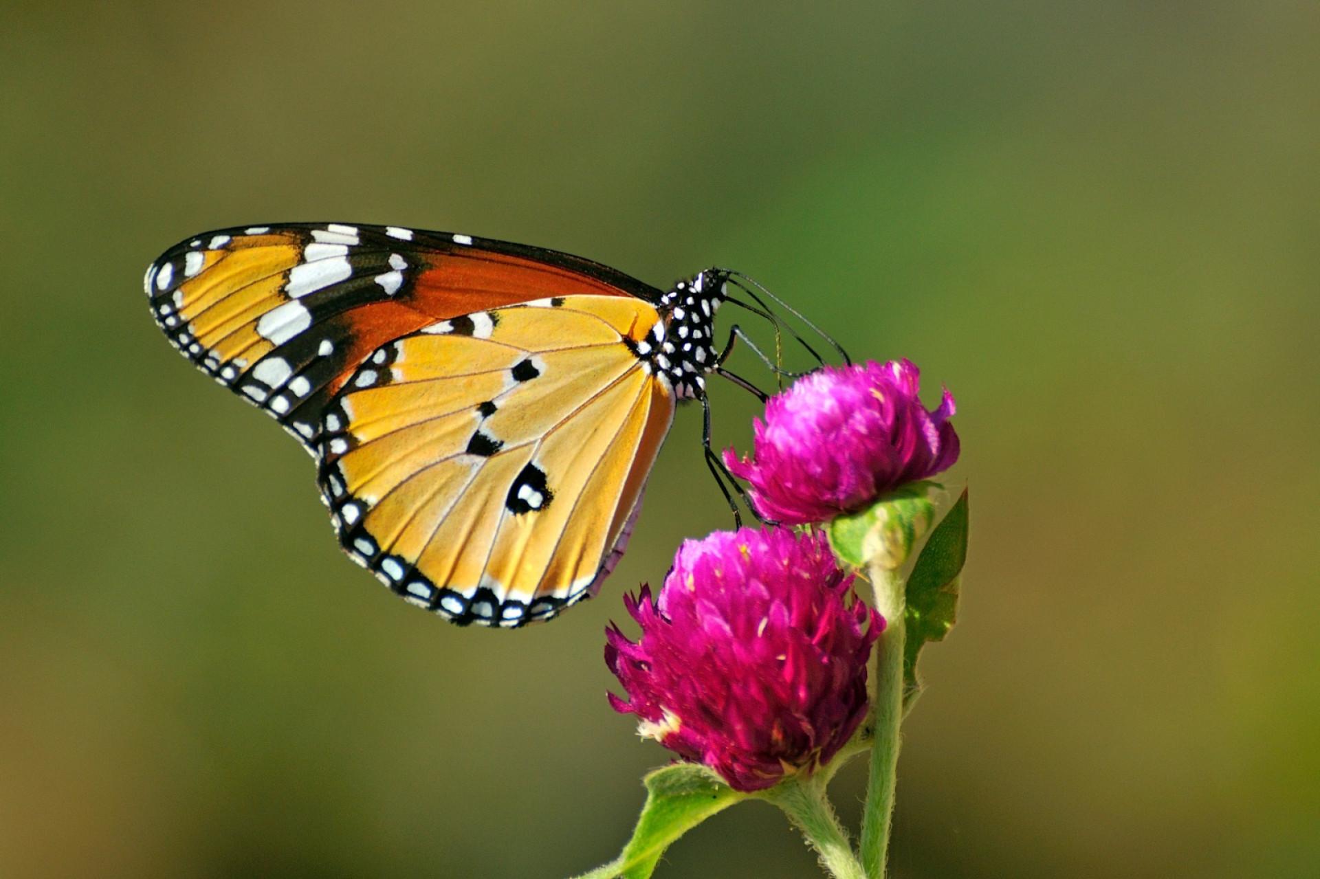 Kathmandu: Butterflies watching Guided Hike at Shivapuri N P 2
