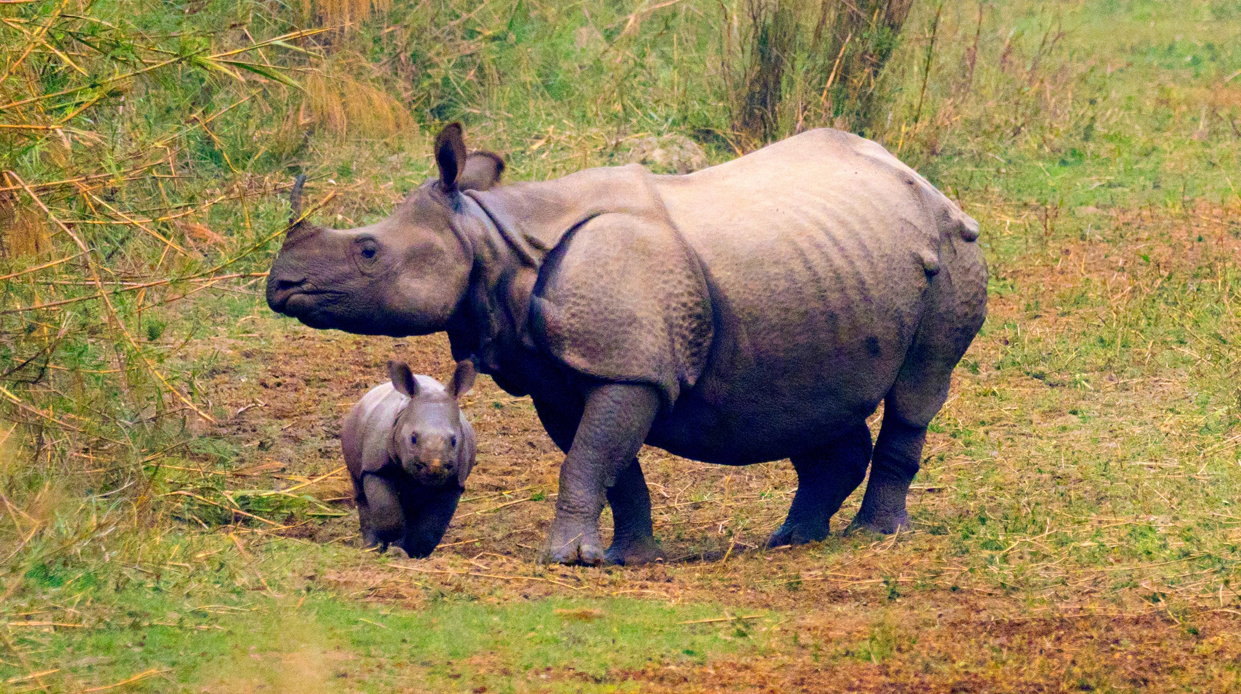 Kathmandu: 7-D Bardiya Tiger Tracking with Naturalist Guide 2