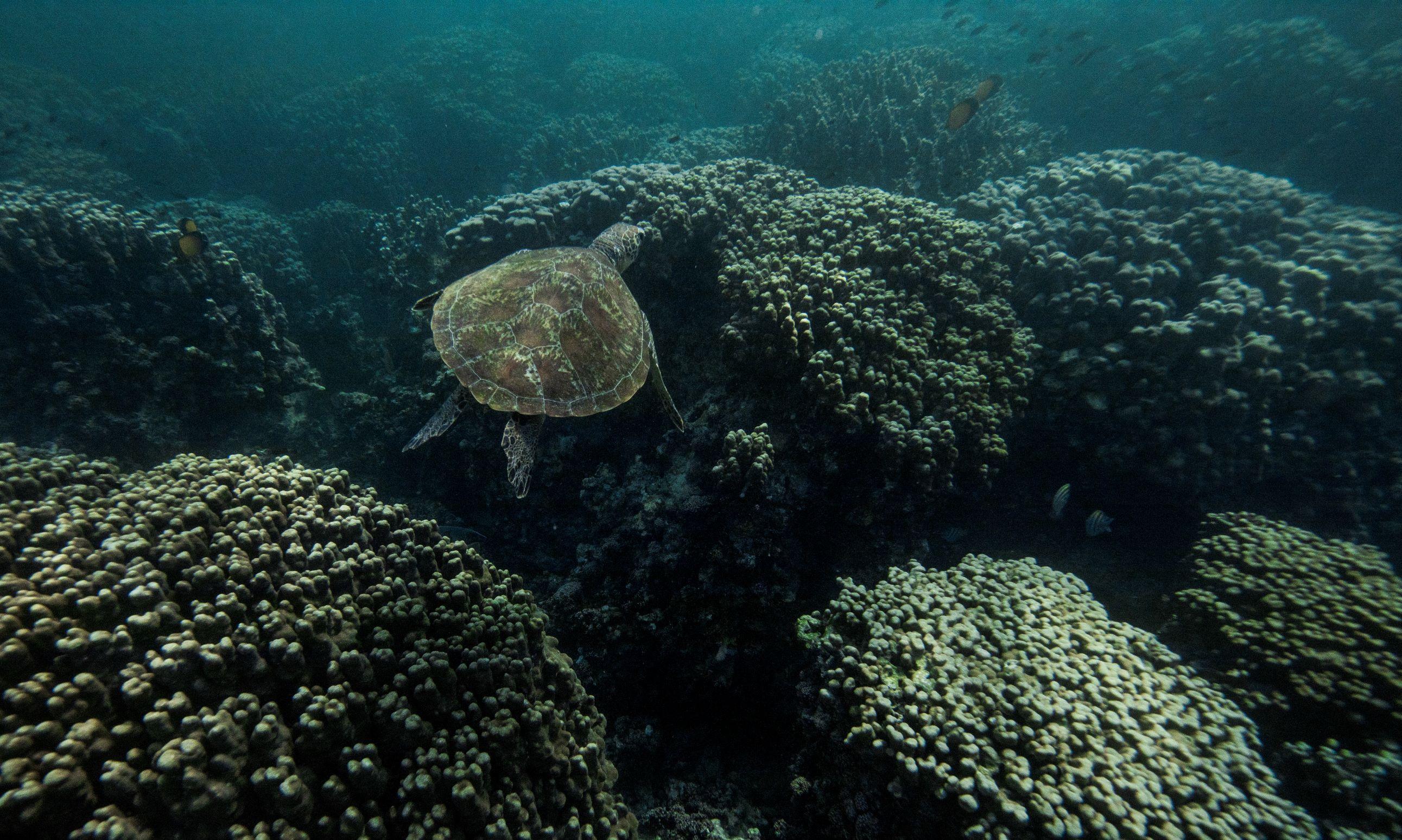 Daymaniyat Diving Trip 3