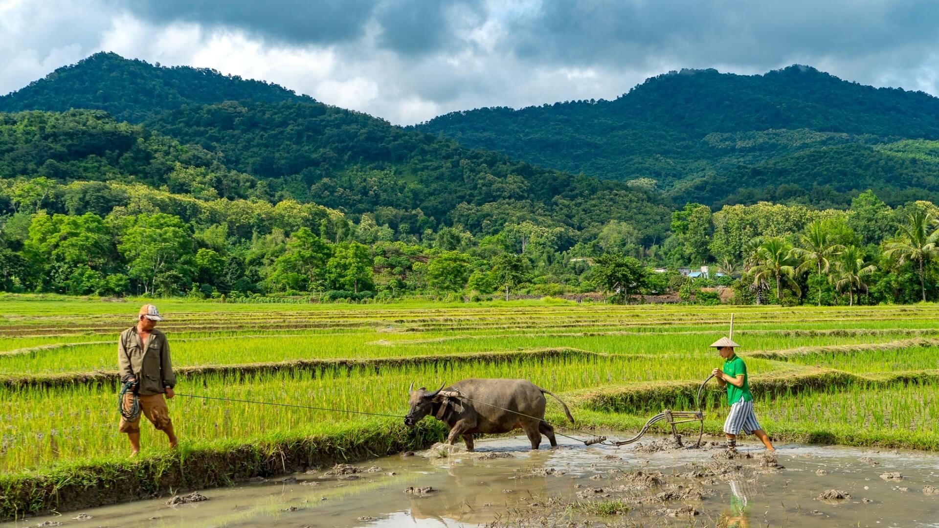 Luang Prabang: Living Land Farm Hands-On Rice-Farming Tour