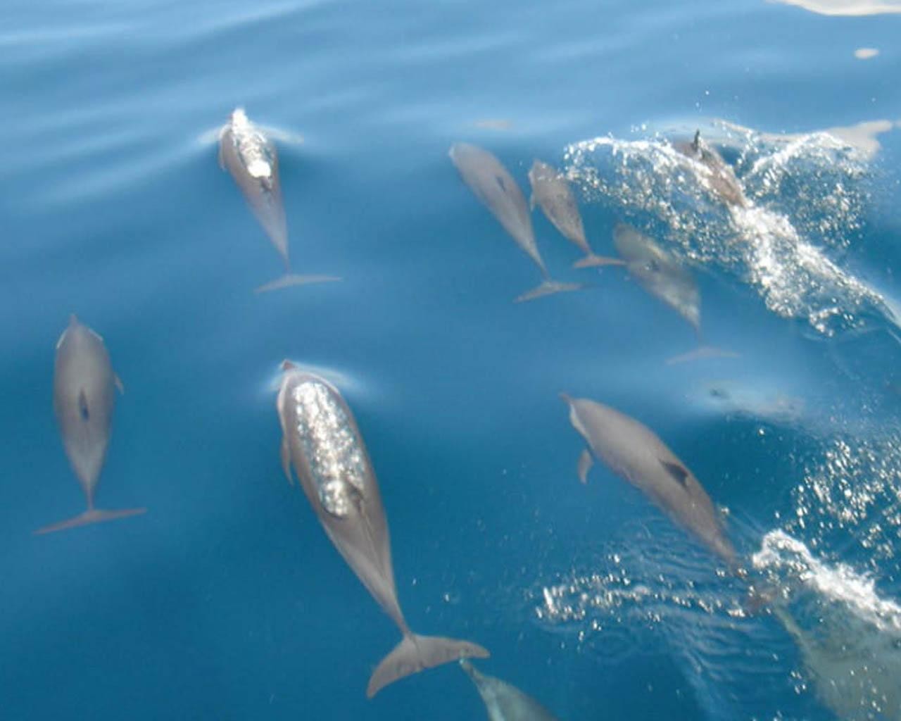Hulhumale & Male': Small-Group Maldives Dolphin Cruise 2