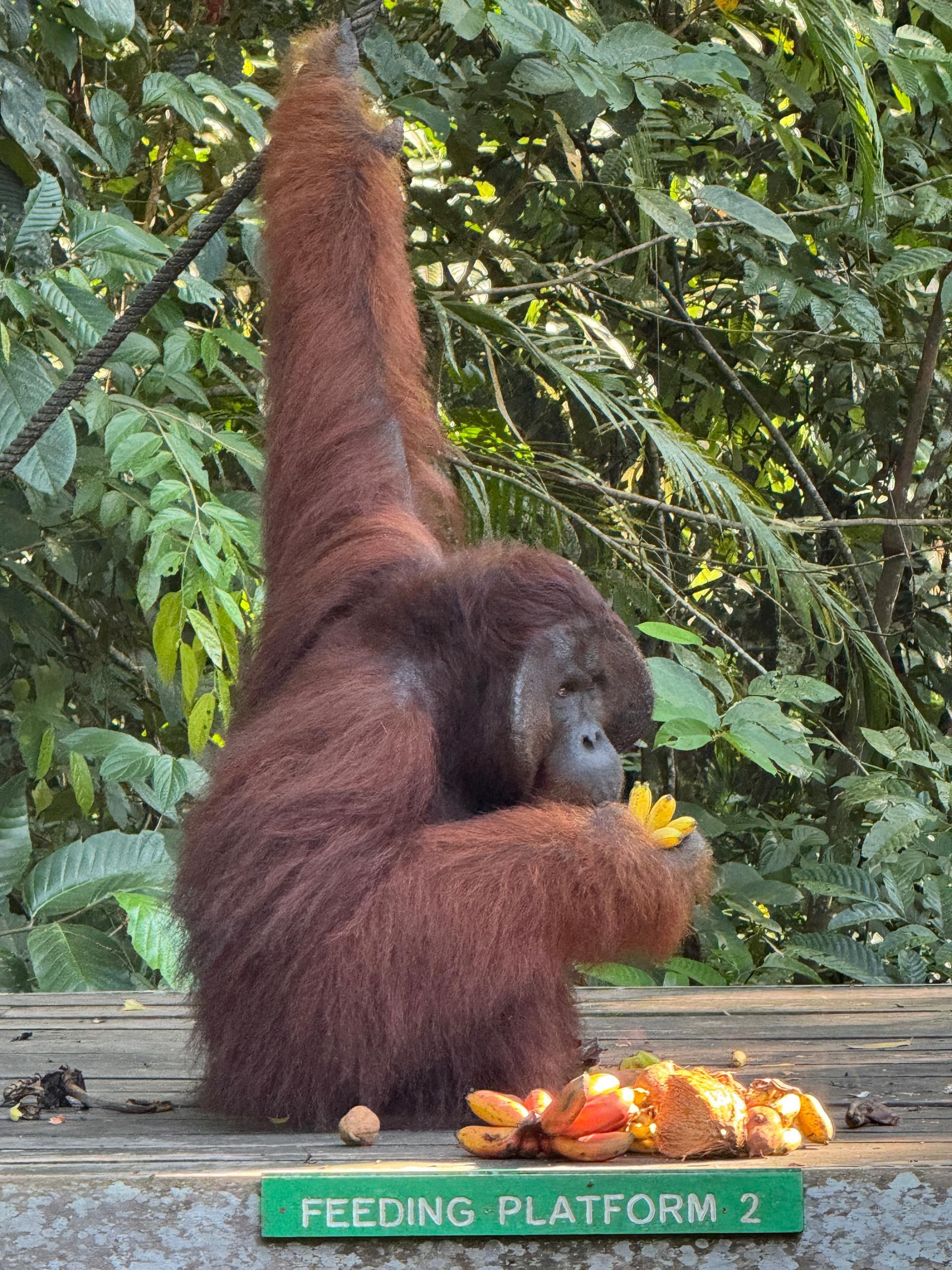 Kuching Orangutan Tour 2
