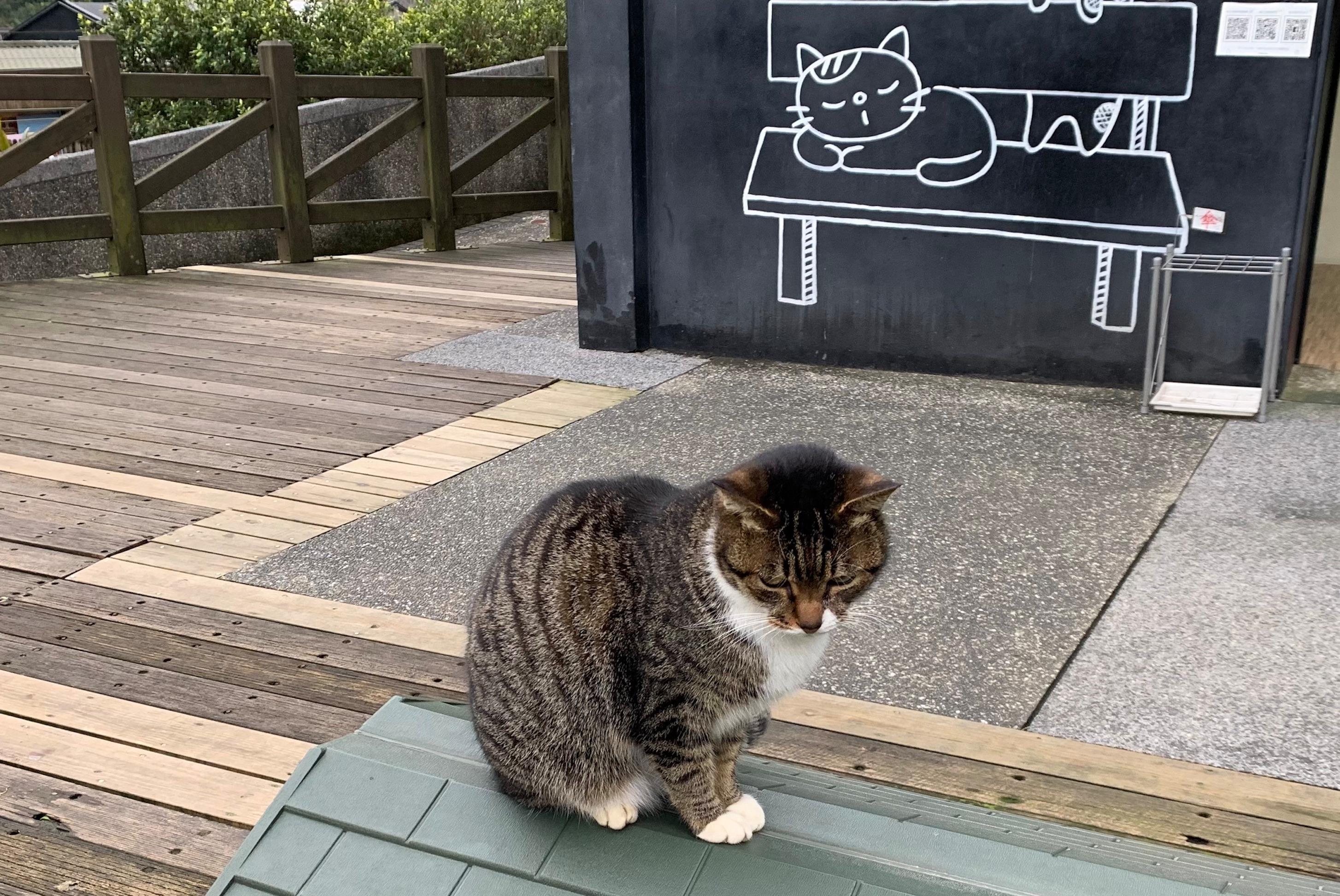 Taipei: Jiufen,Shifen & Houtong Cat Village Private Day Tour 2