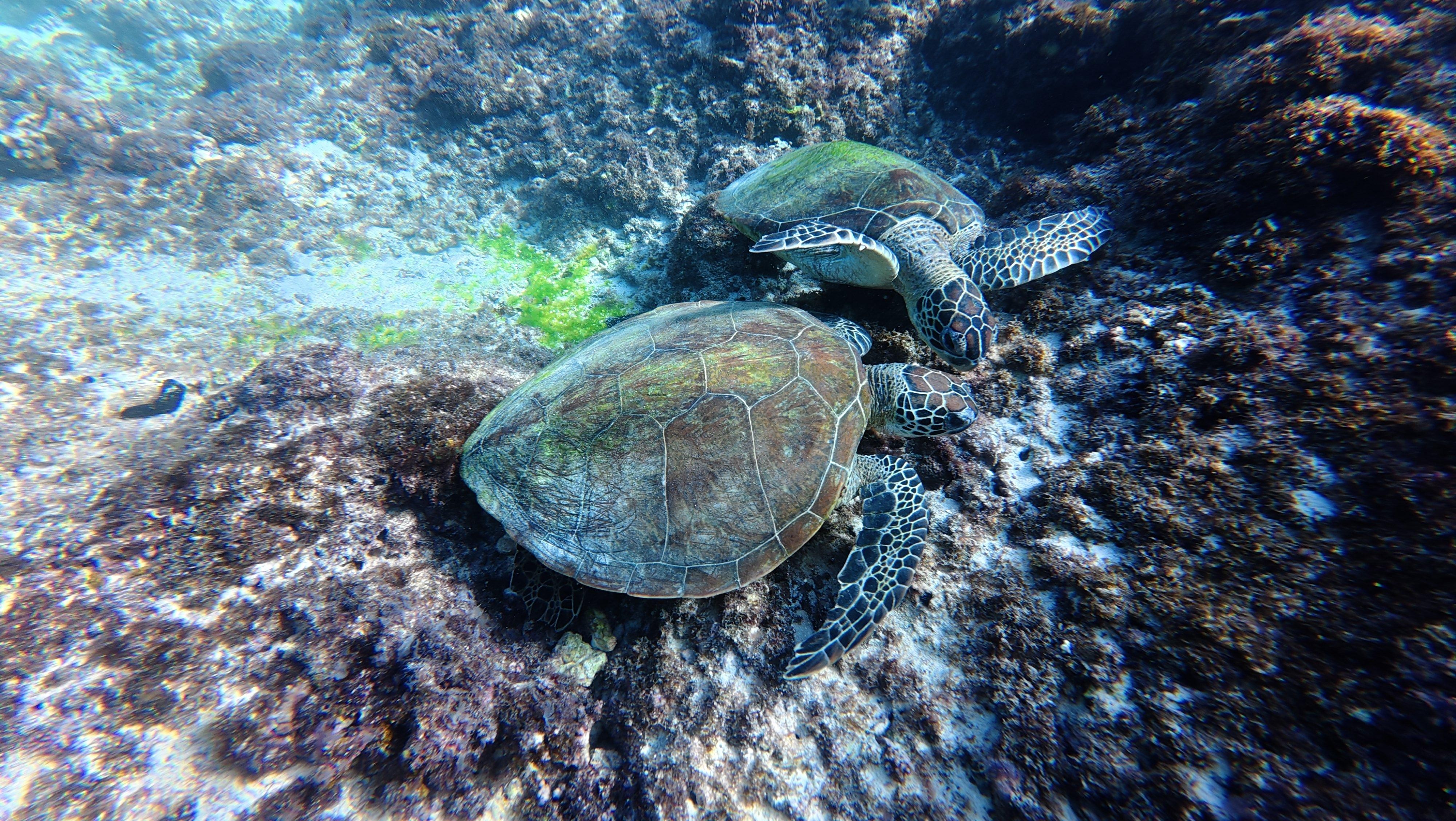 Muscat: Dolphin Watching and Snorkeling Boat Trip with Lunch 3