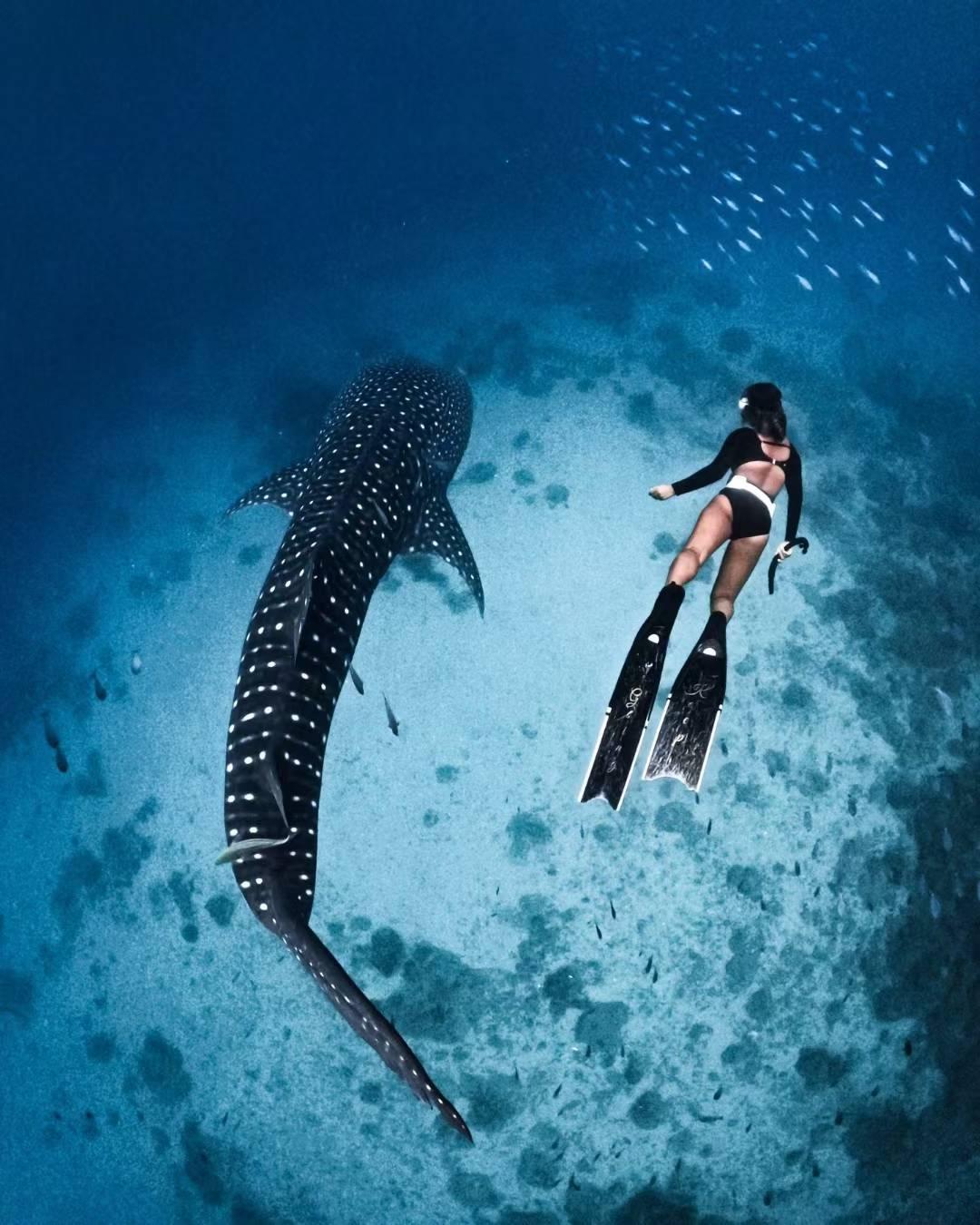 From Panglao: Oslob Whale Shark Snorkeling Day Trip by Ferry 3