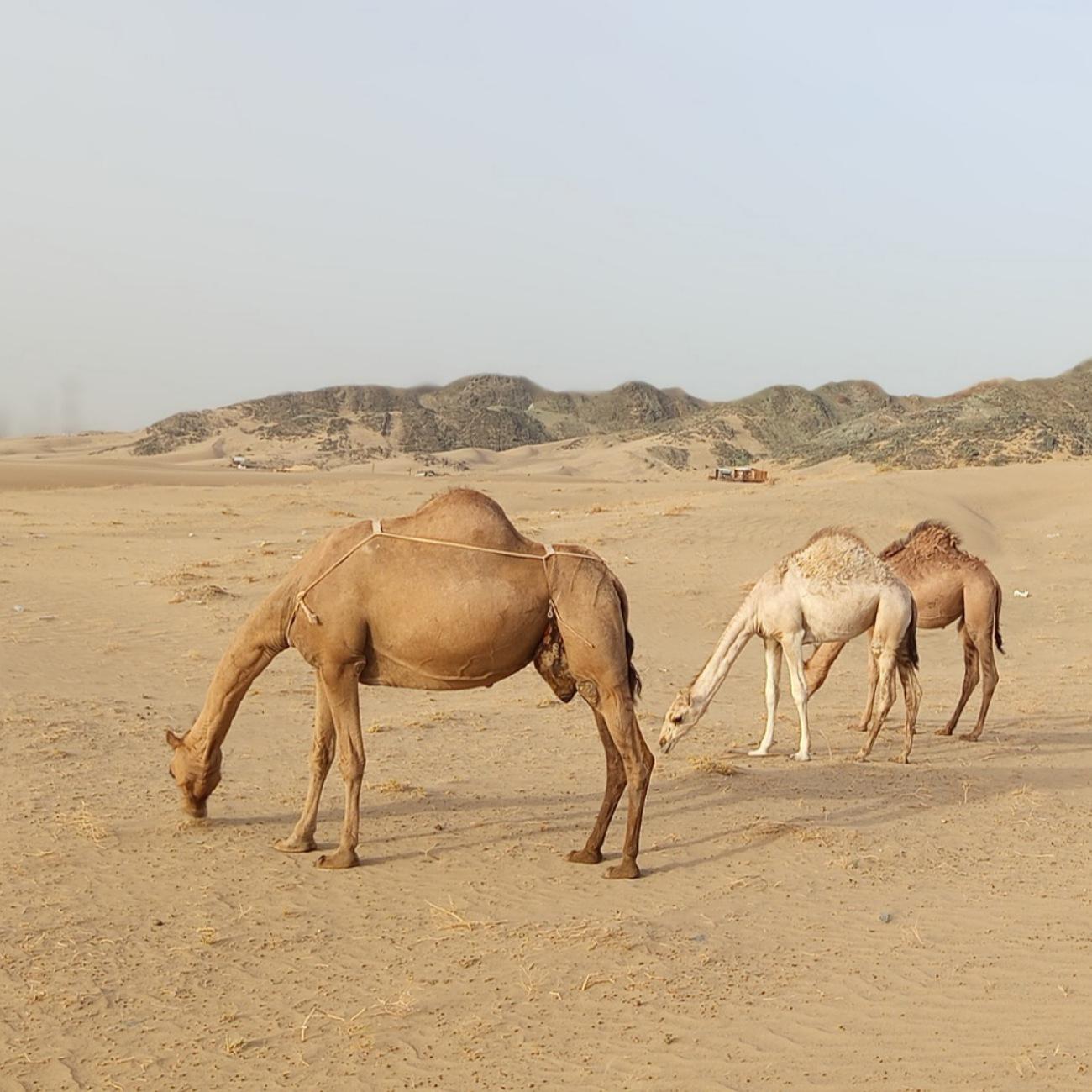 Jeddah: Desert Safari, Quad Biking, Camel Farm & Photo Stop 3