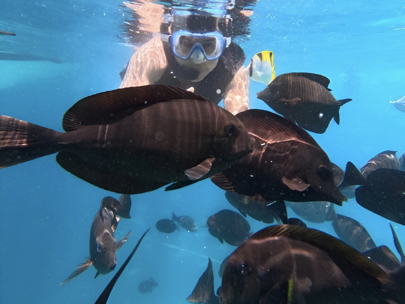 Malé: Snorkeling, Turtles & Dolphin Watching Tour 2