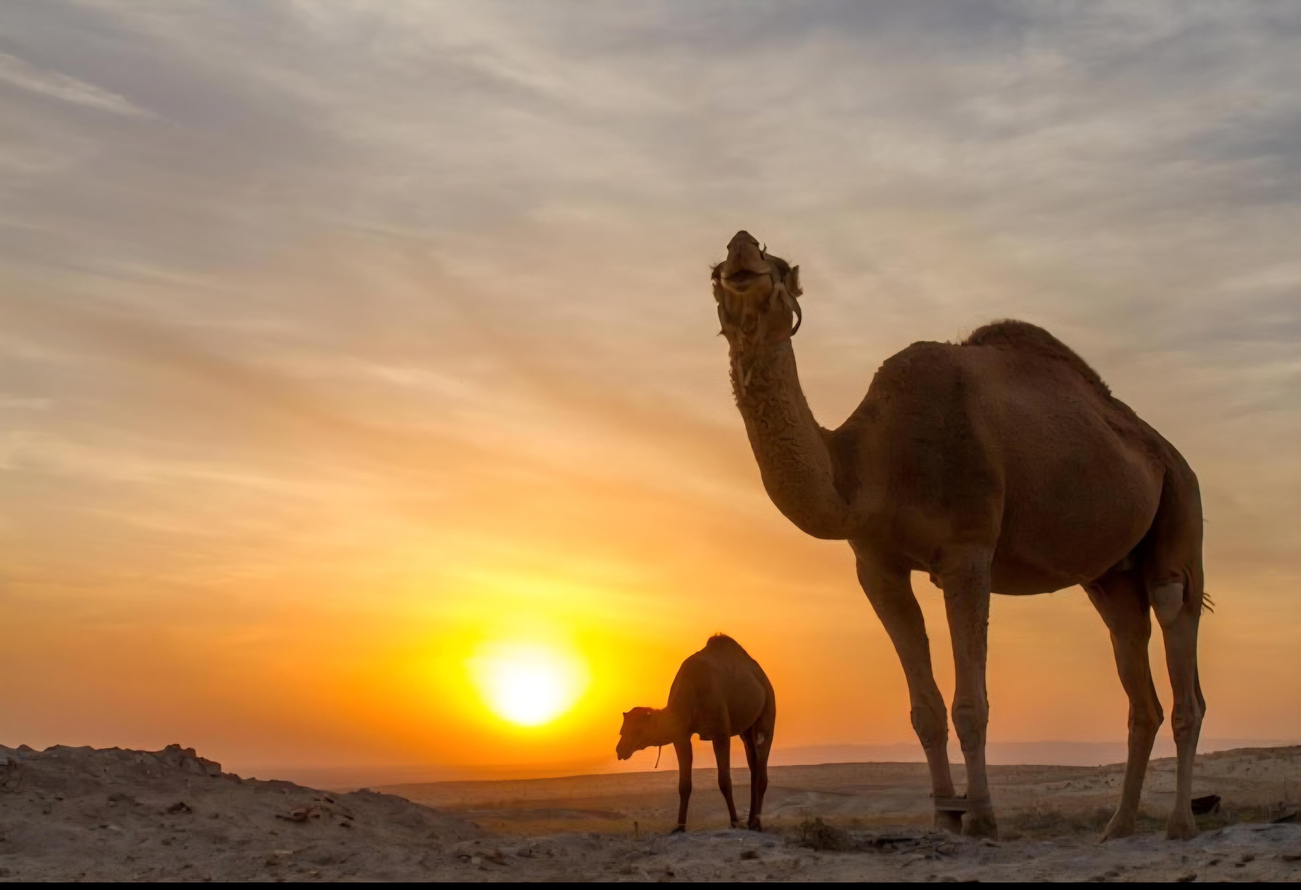 Bukhara: Airport & Railway Private City Sightseeing Drive — guided tour in Bukhara
