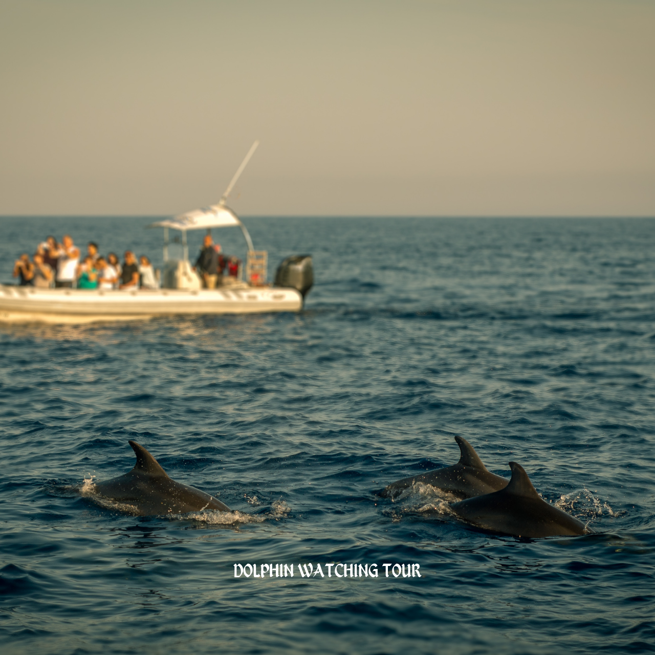 Dolphin Watching and Snorkeling Tour with Hotel Transfers 2