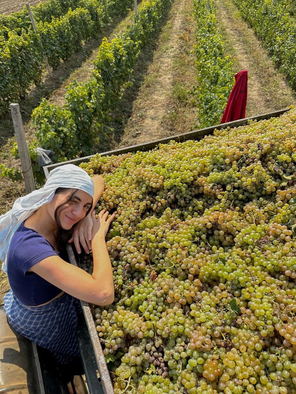 Tbilisi: Kakheti Harvest – Vineyards, Wine & Sighnaghi
