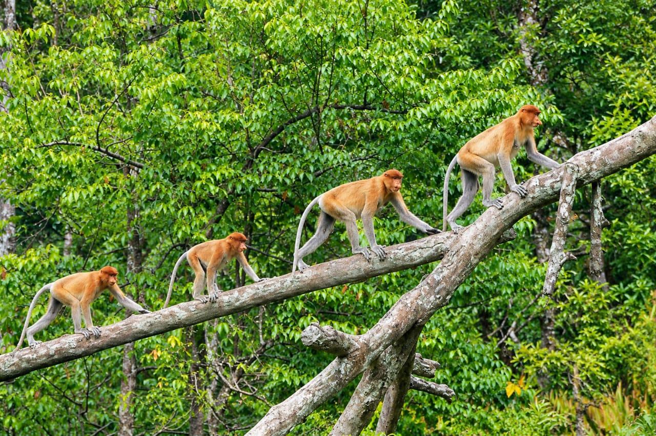 Sabah: Klias River Cruise Day Trip