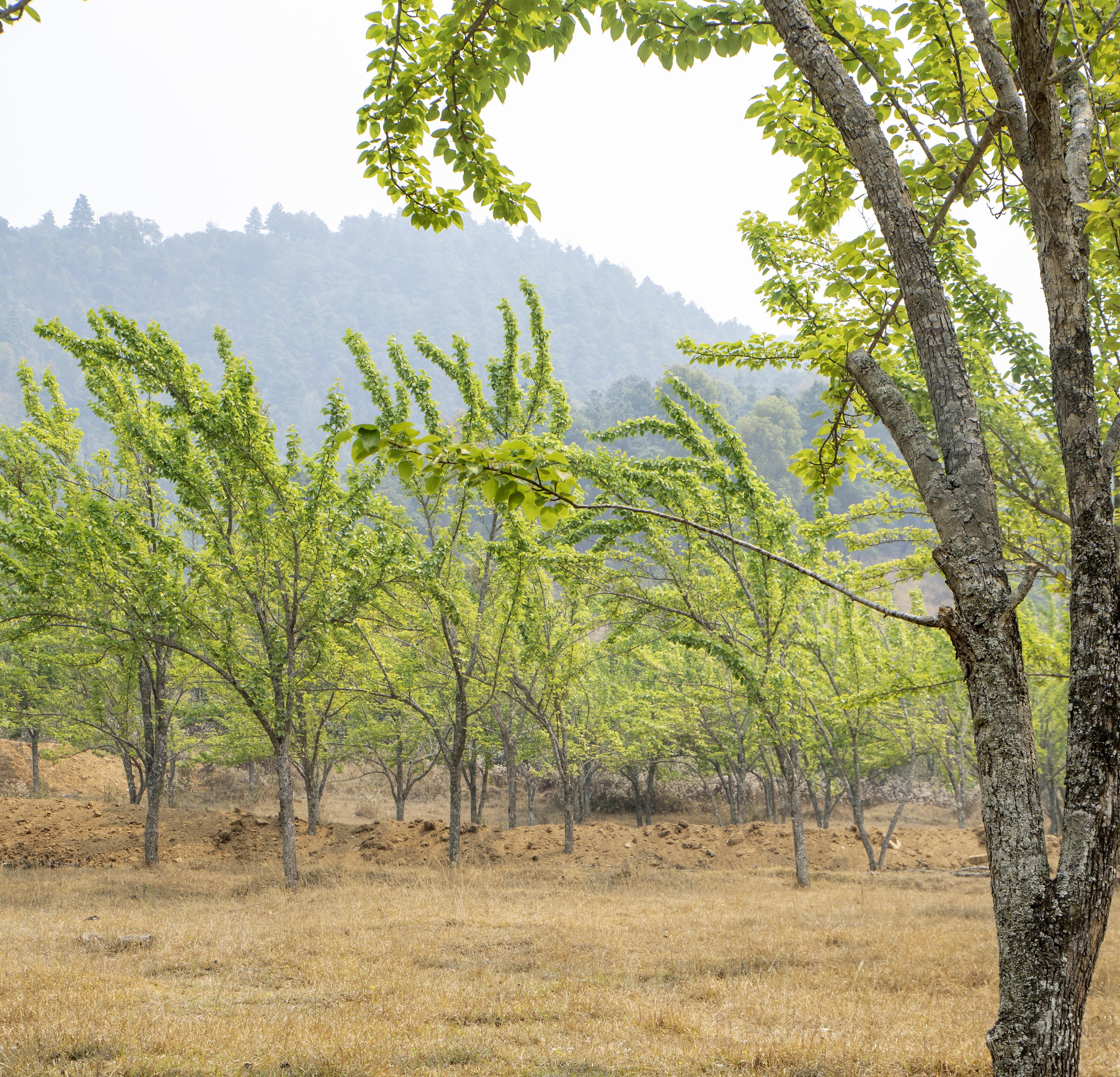 Kathmandu: Chitlang Day Tour, Wine Tasting and Short Hike 2