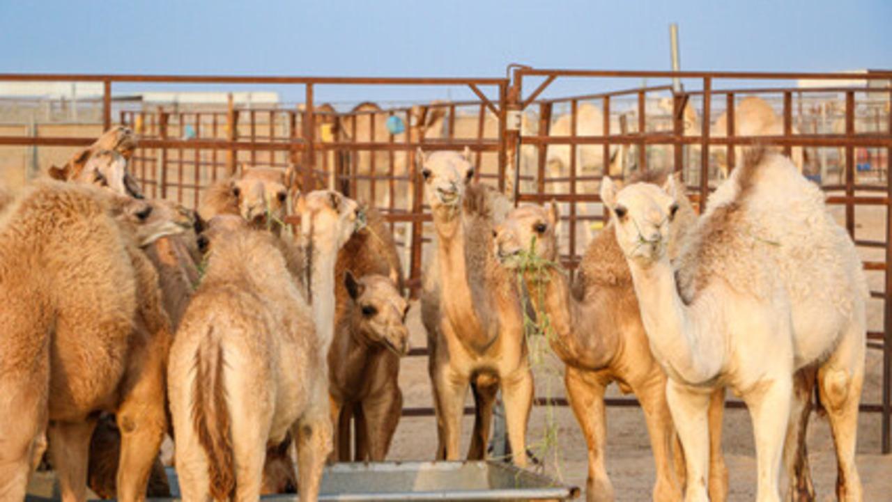 Doha: Full day guided tour from Purple Island to Zekreet 3