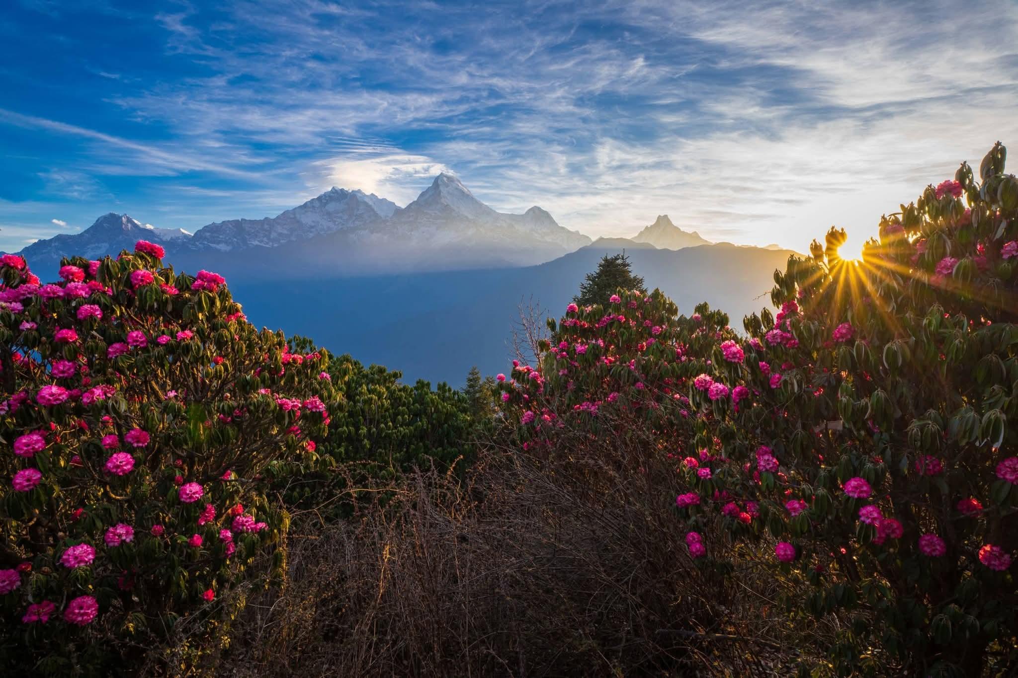 Pokhara: 4-Day budget trek to Poon hill either group or solo 2