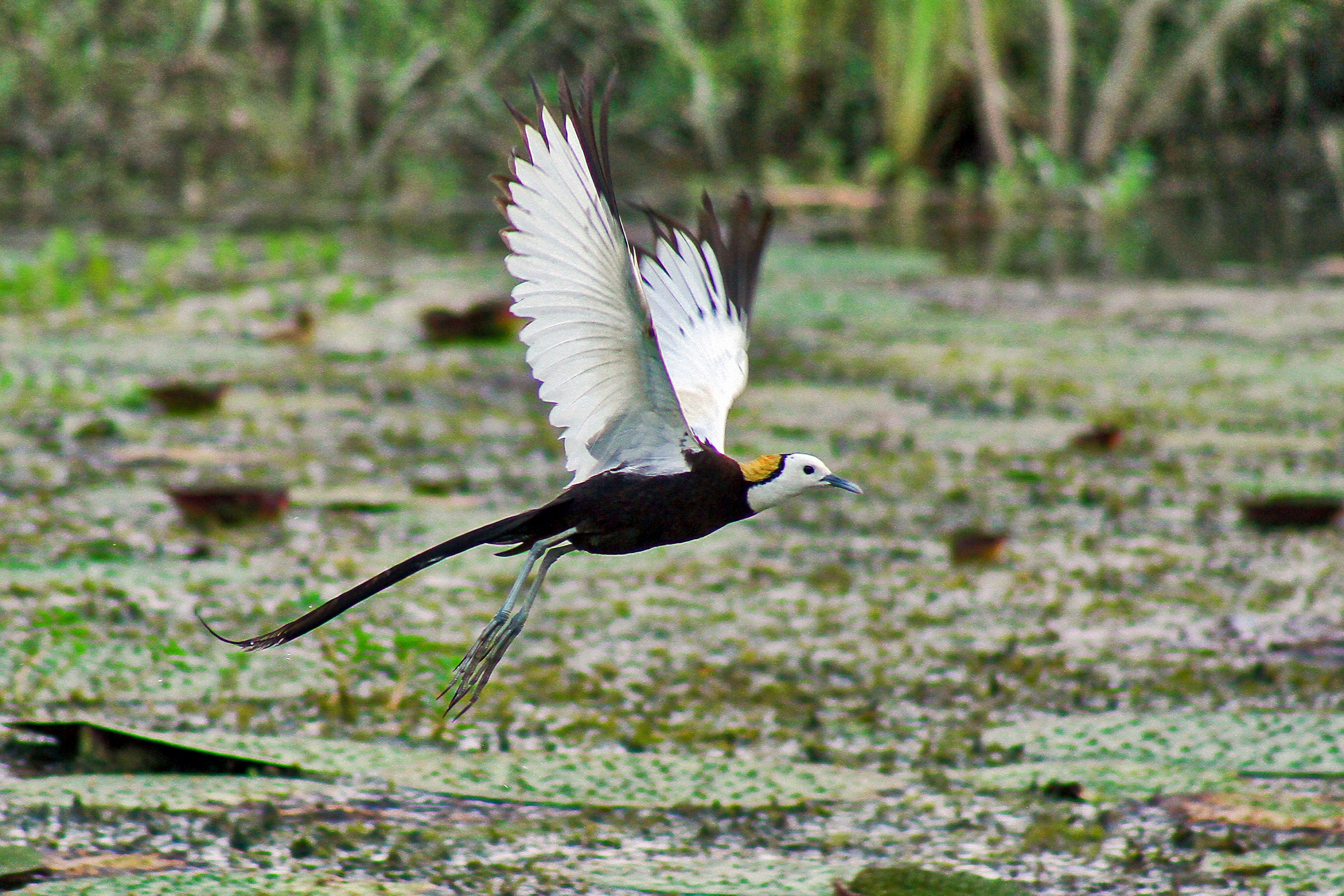 From Kathmandu: 4-Day Shuklaphanta National Park Safari 3
