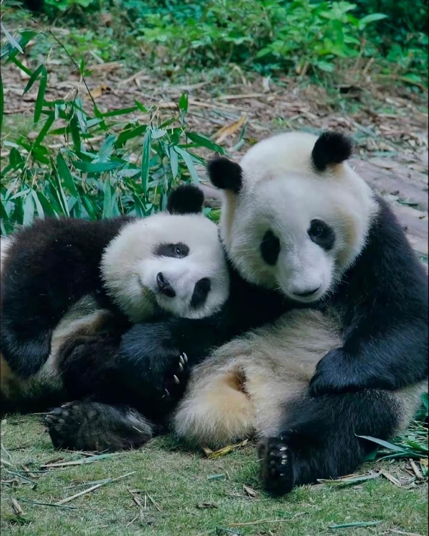 Temple of Heaven, Pandas, Summer Palace & Canal Cruise