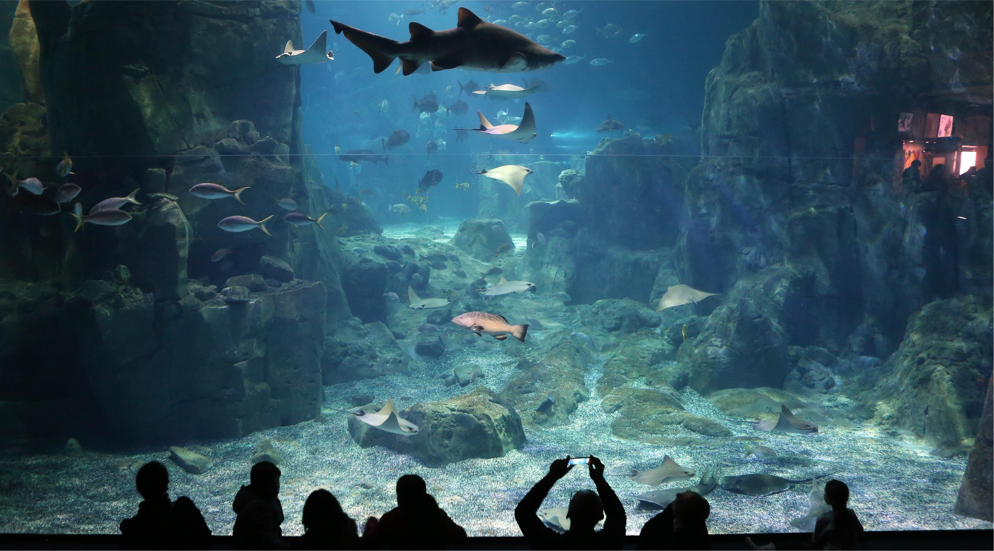 Istanbul: Aquarium Entry Ticket with Group Hotel Transfer