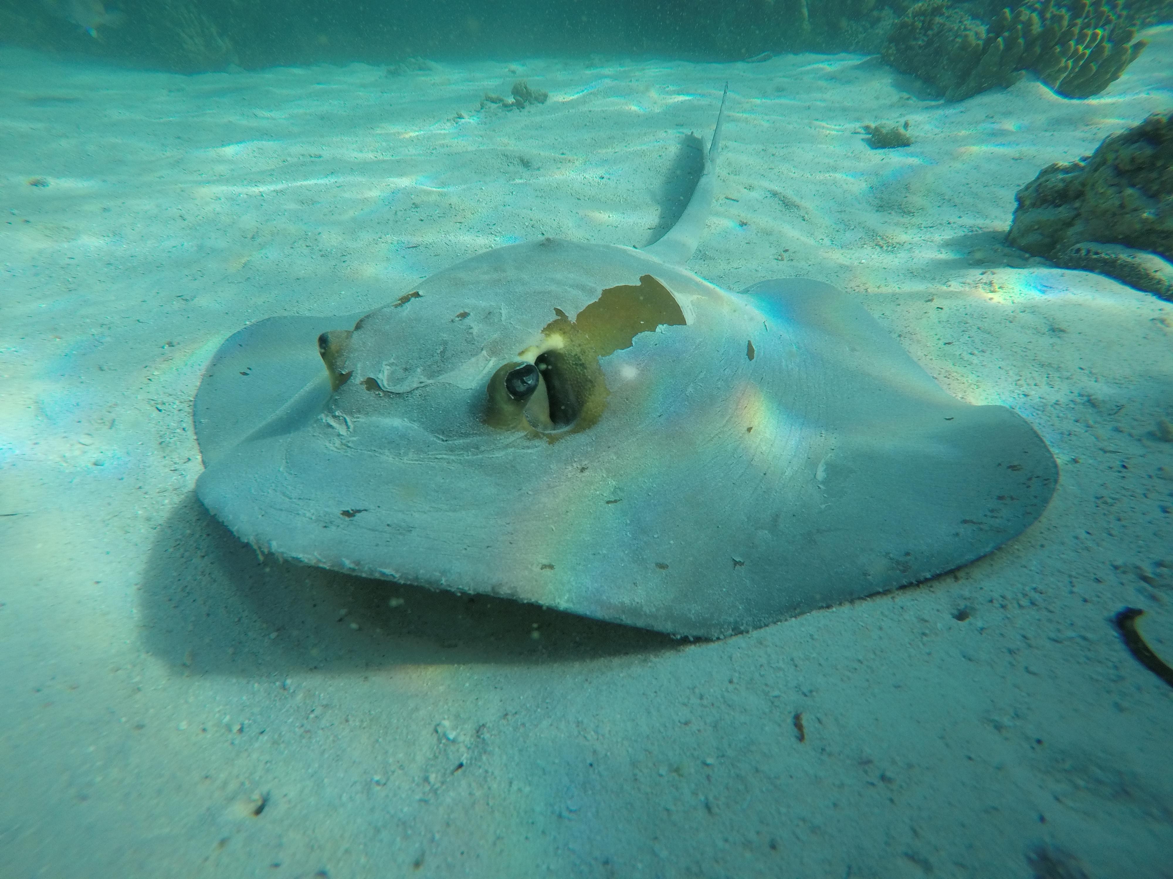 From Muscat: Daymaniyat Islands Reef Snorkeling Tour 2