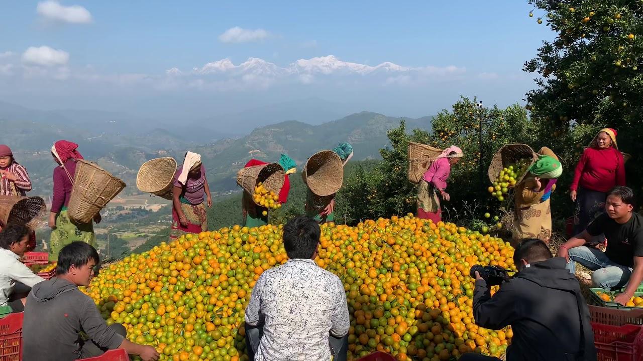 Manungkot Sunrise & Tharpu Bazaar Village Guided Trek 2