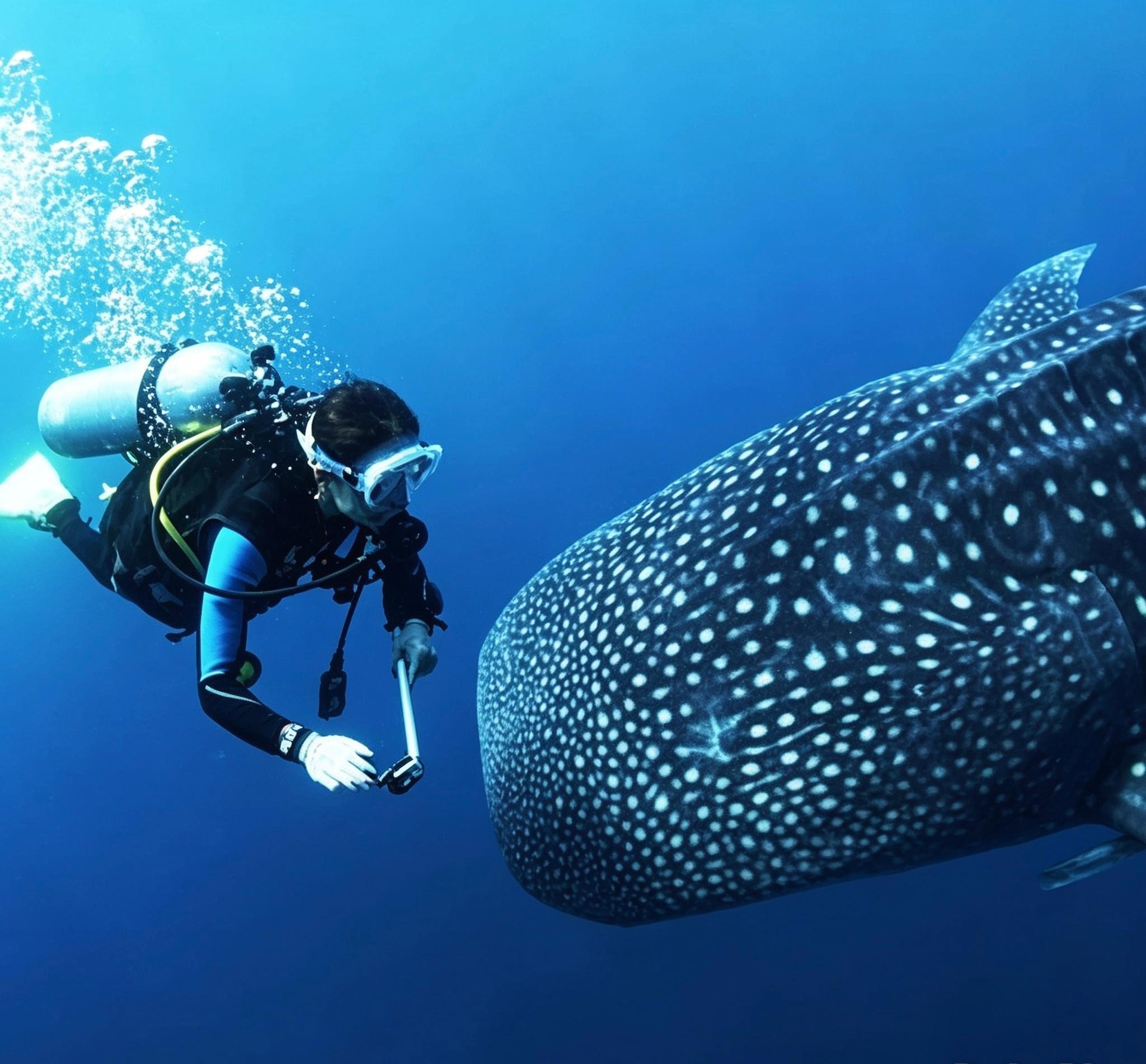 Cebu: Oslob Whalesharks Scuba Dive & Sardines Run Snorkeling 3
