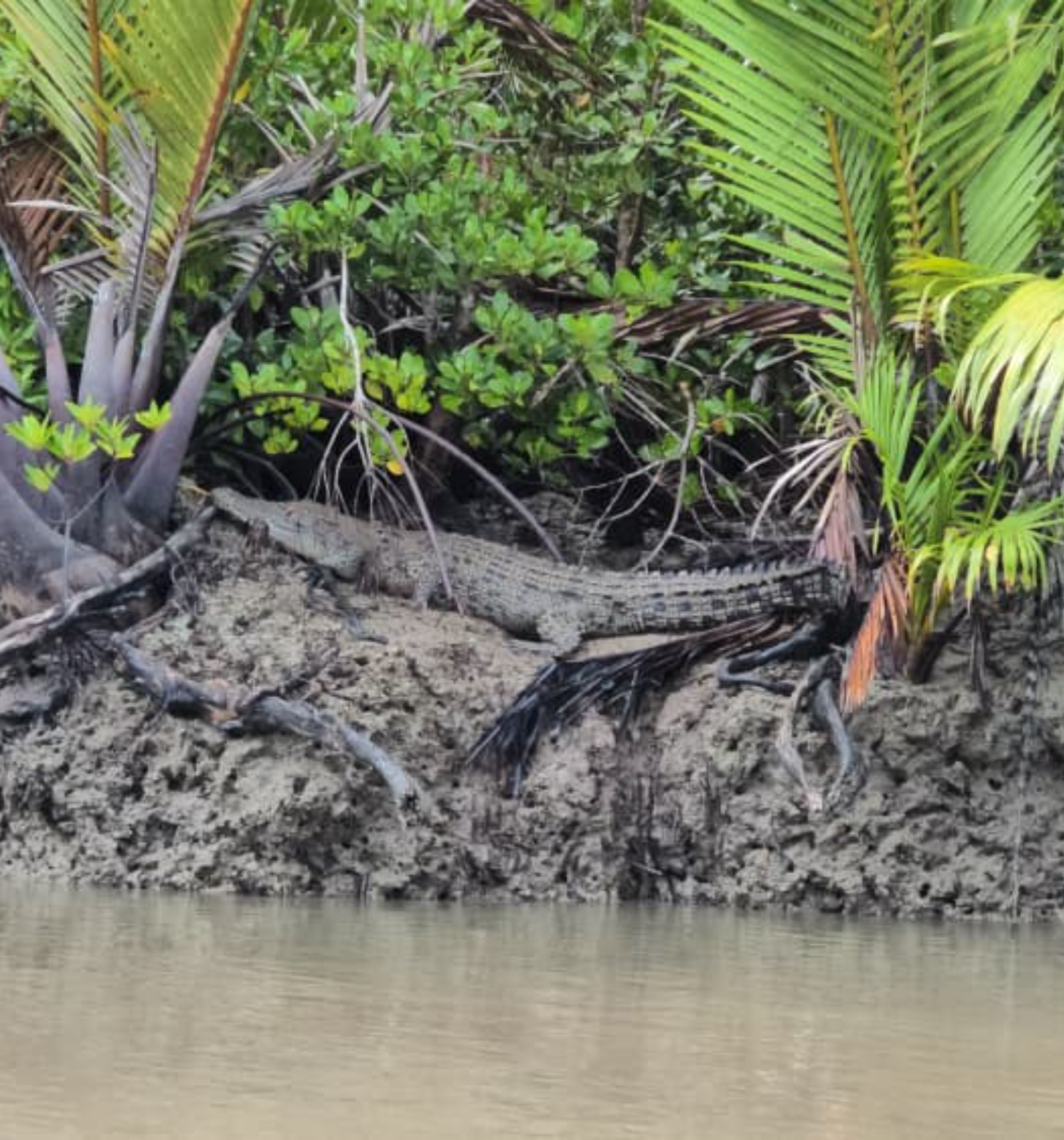 Kuching Mangrove Wildlife and Fireflies 2