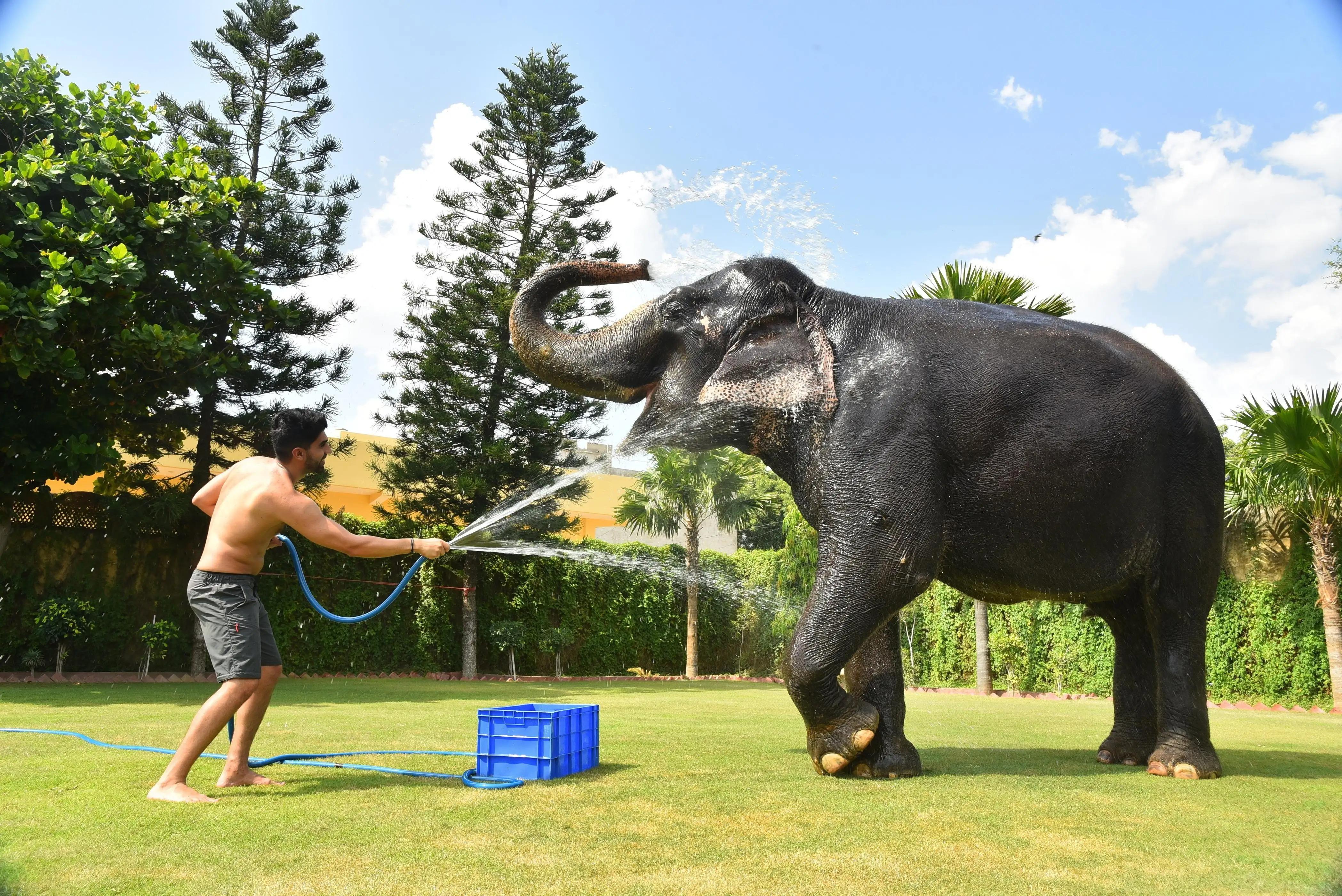 Jaipur: Elephant Sanctuary Tour with Pick up and drop off 3